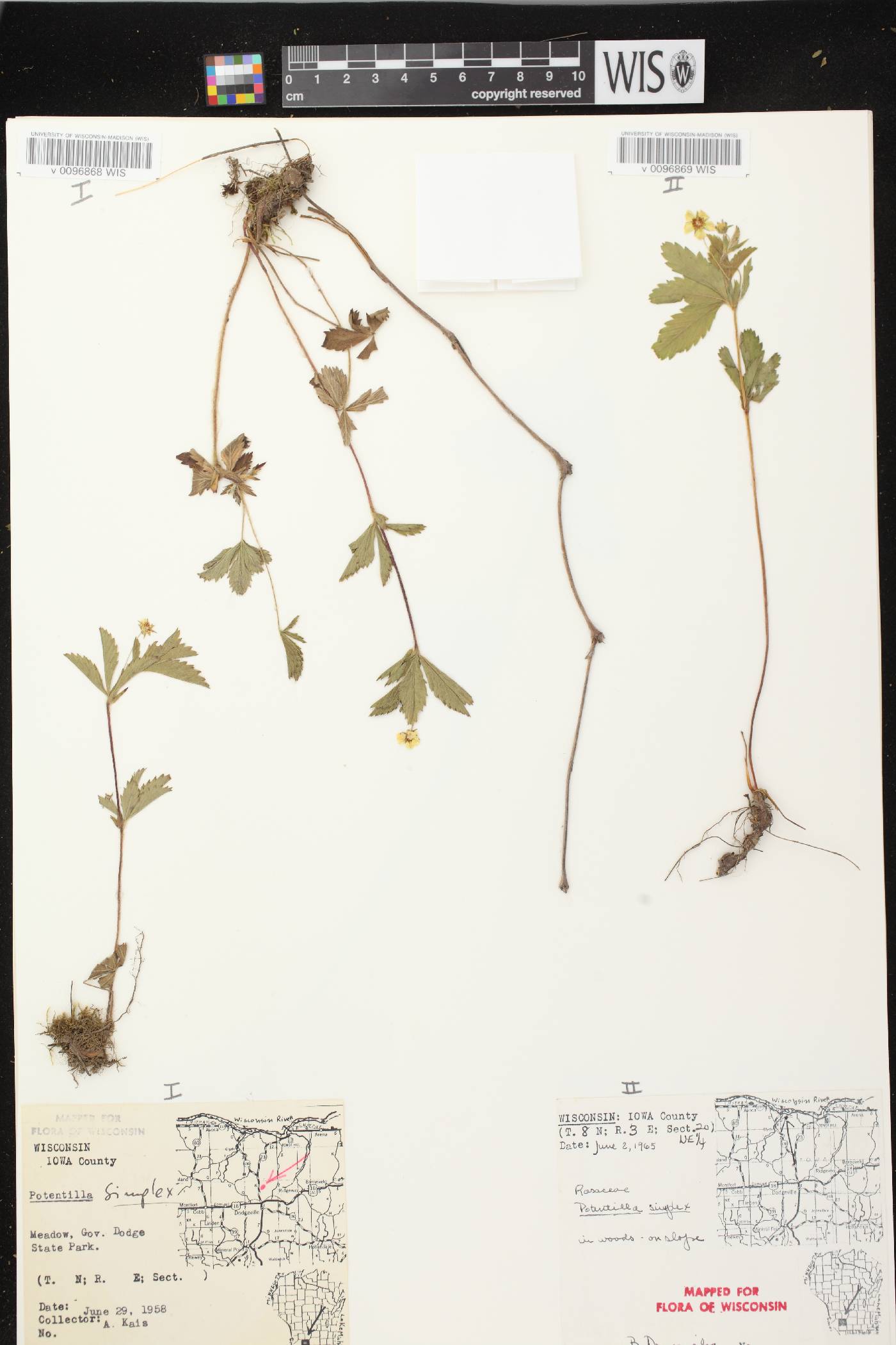 Potentilla simplex image