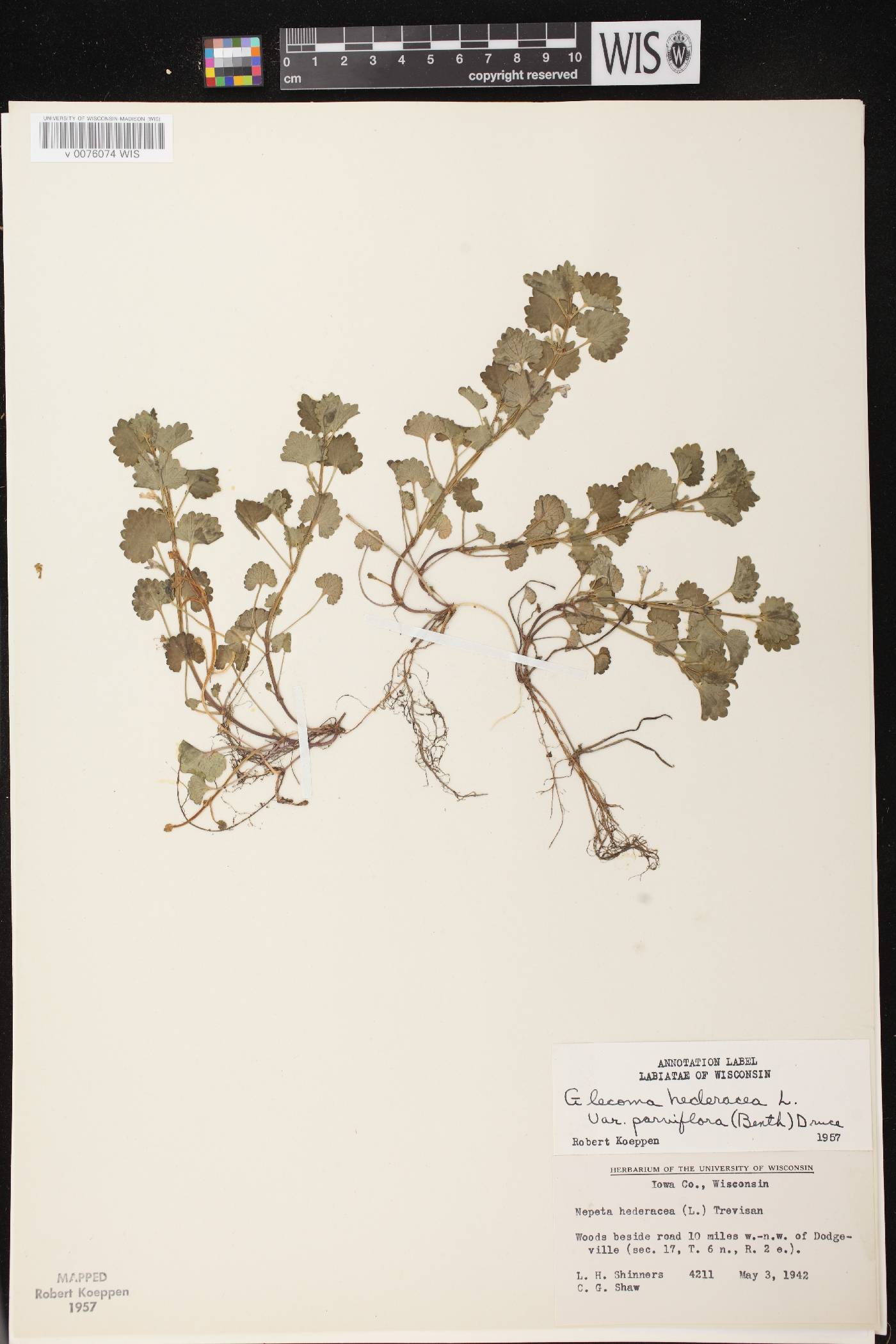 Glechoma hederacea image