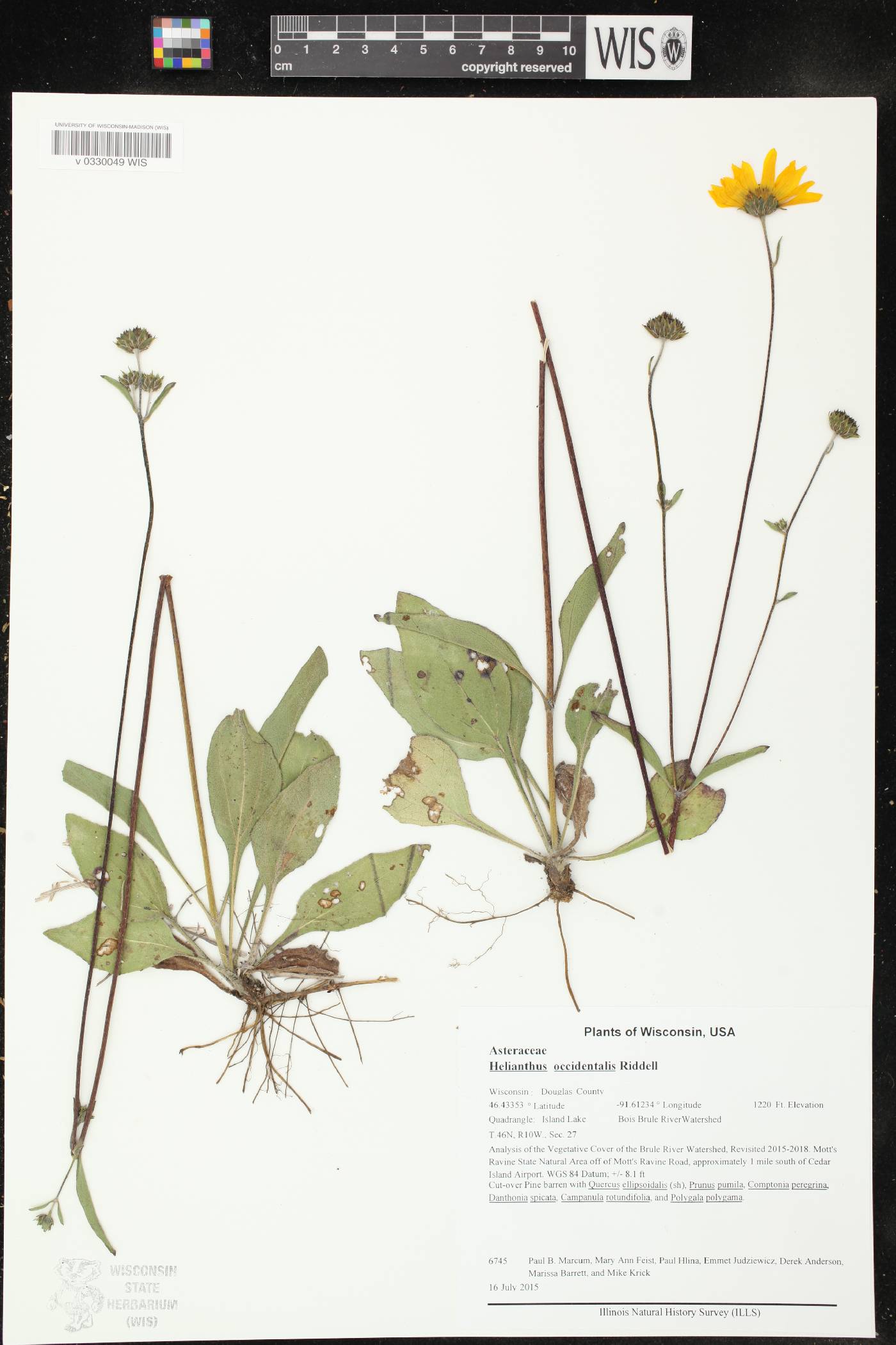 Helianthus occidentalis image