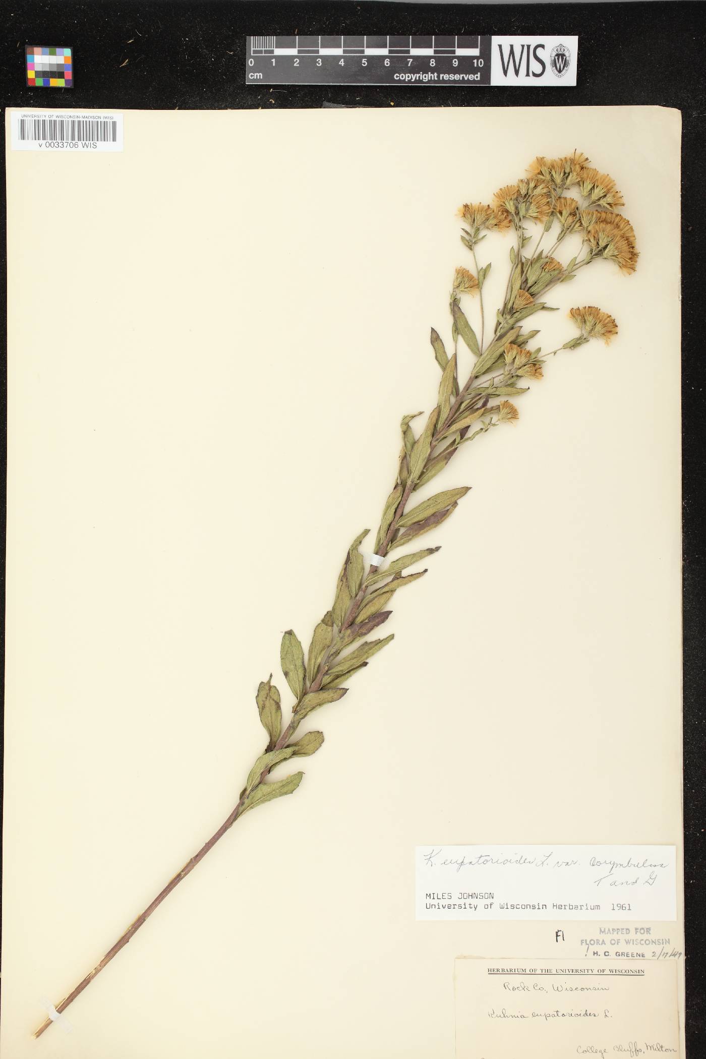 Brickellia eupatorioides image