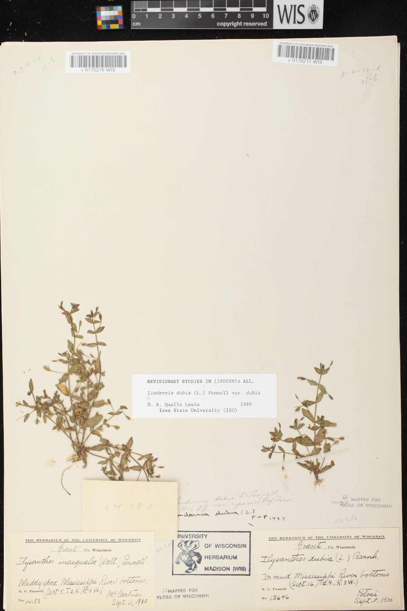 Lindernia dubia image