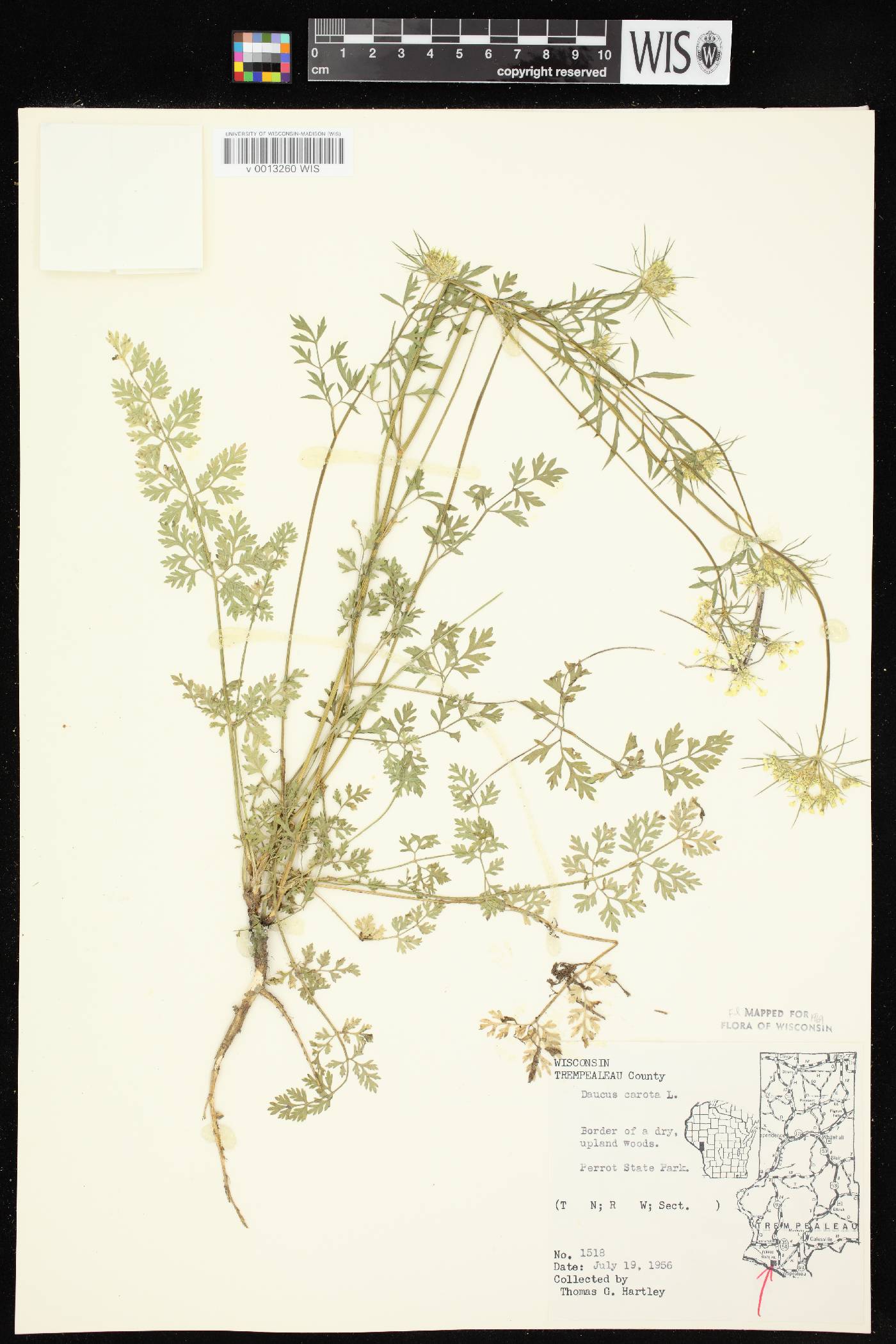 Daucus carota image