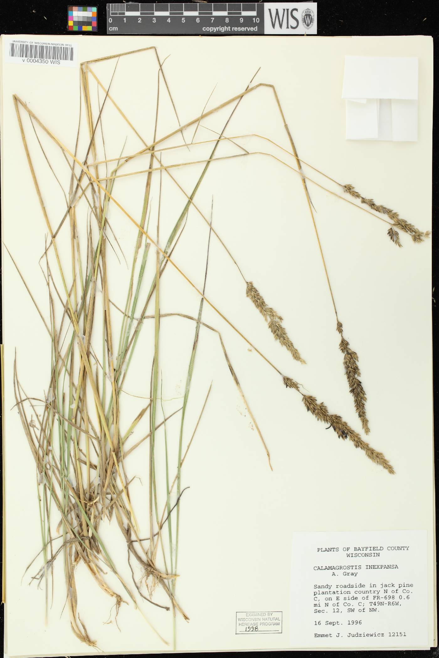 Calamagrostis stricta image
