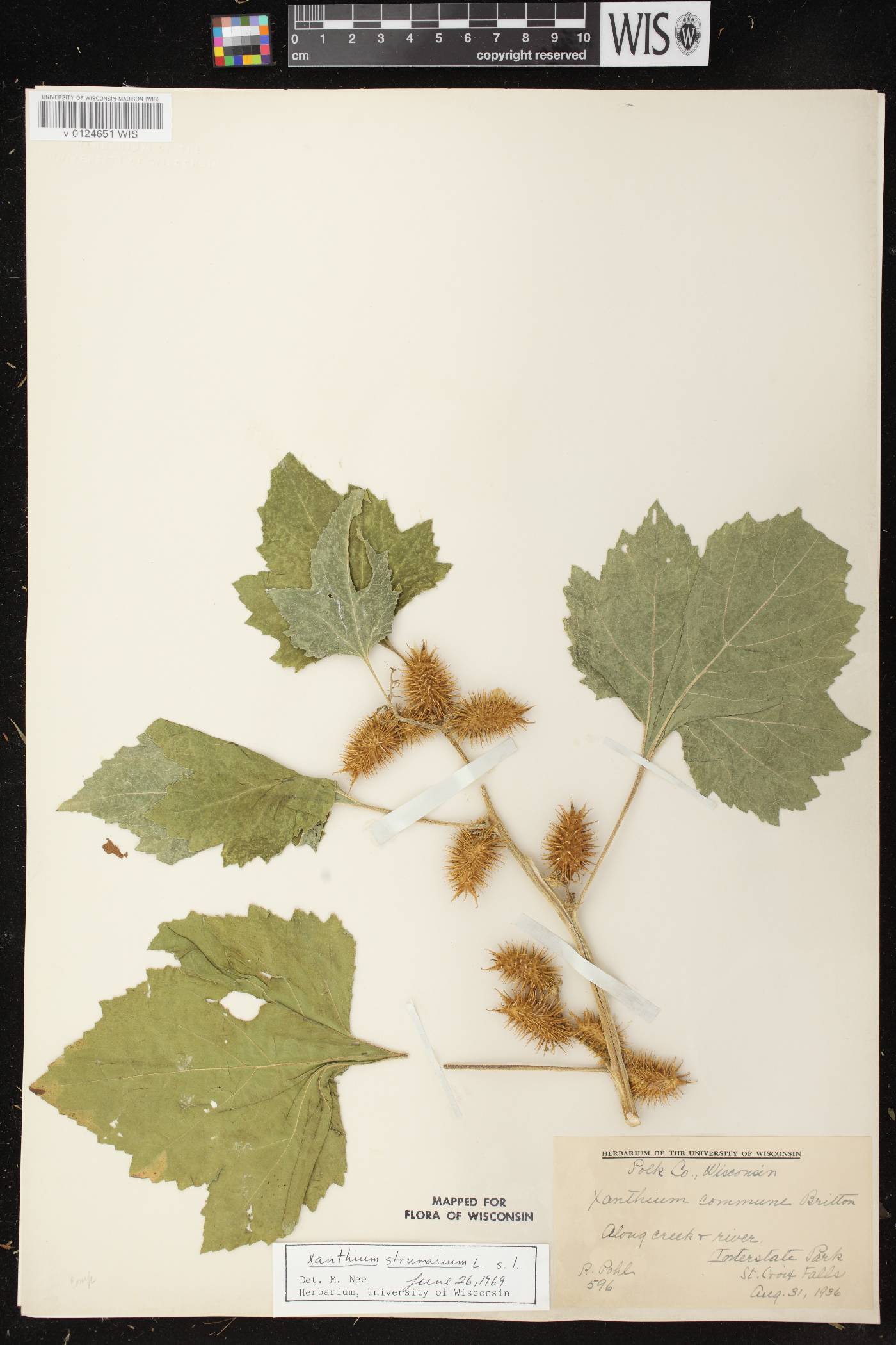 Xanthium strumarium image