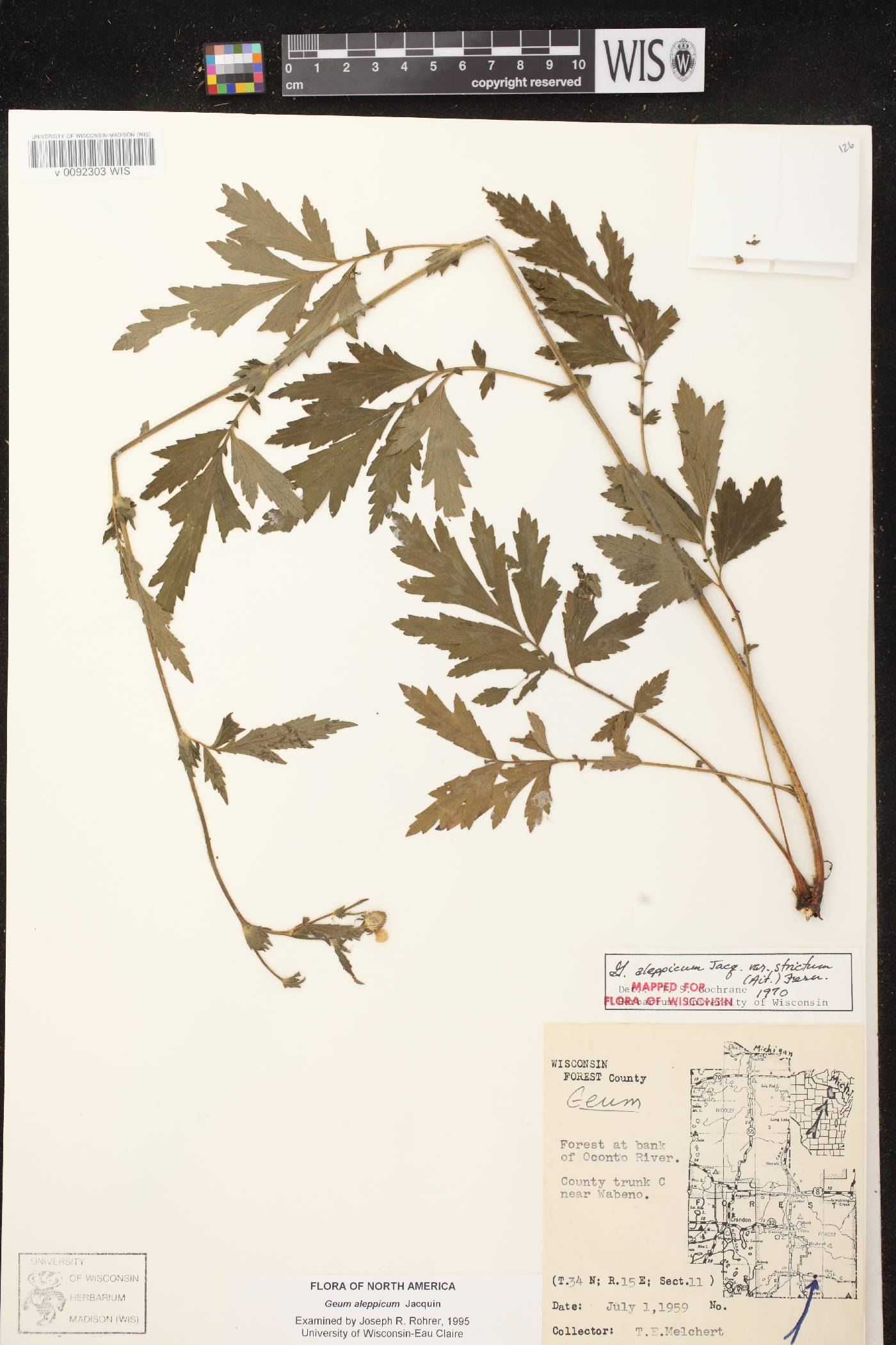 Geum aleppicum image