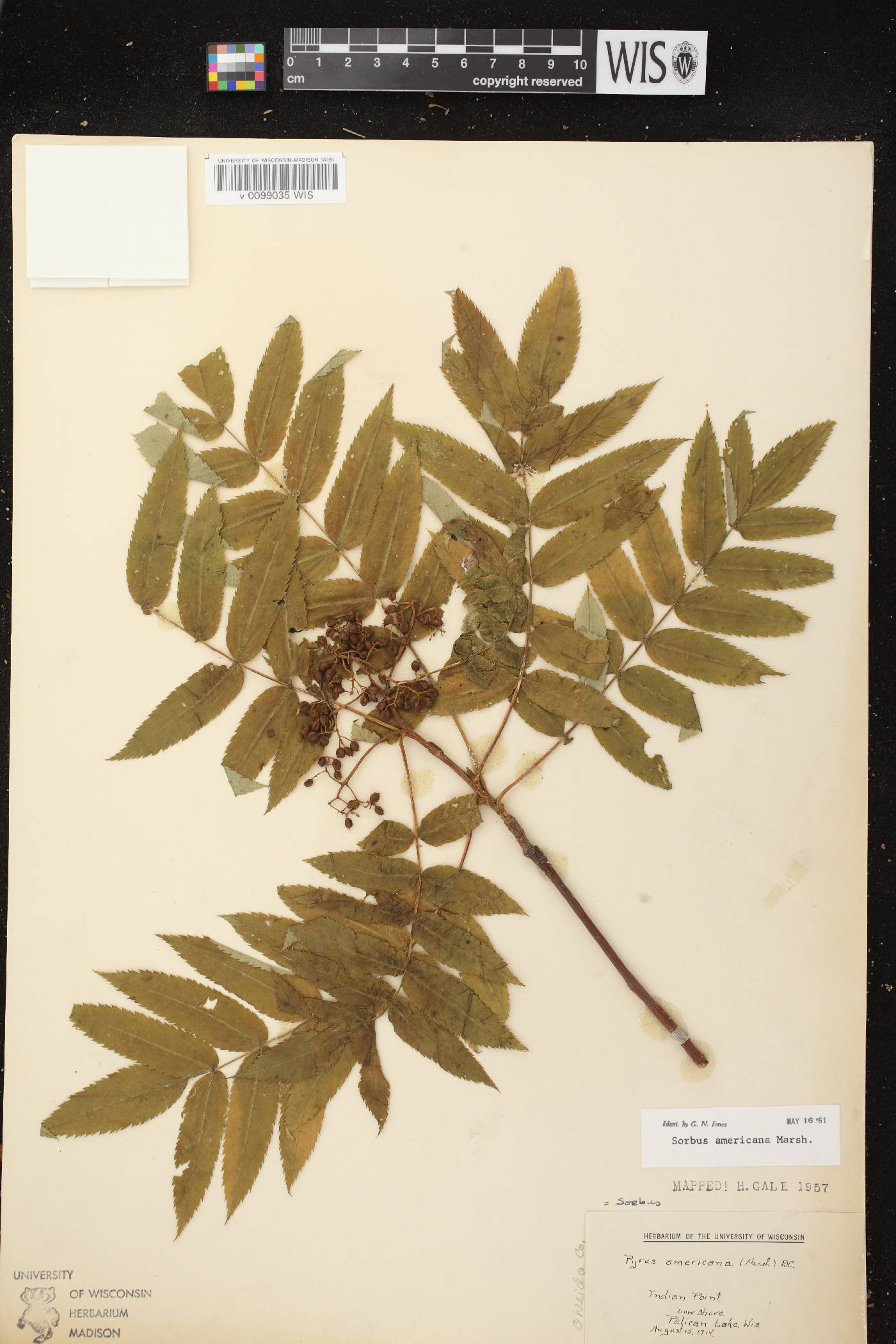 Sorbus americana image