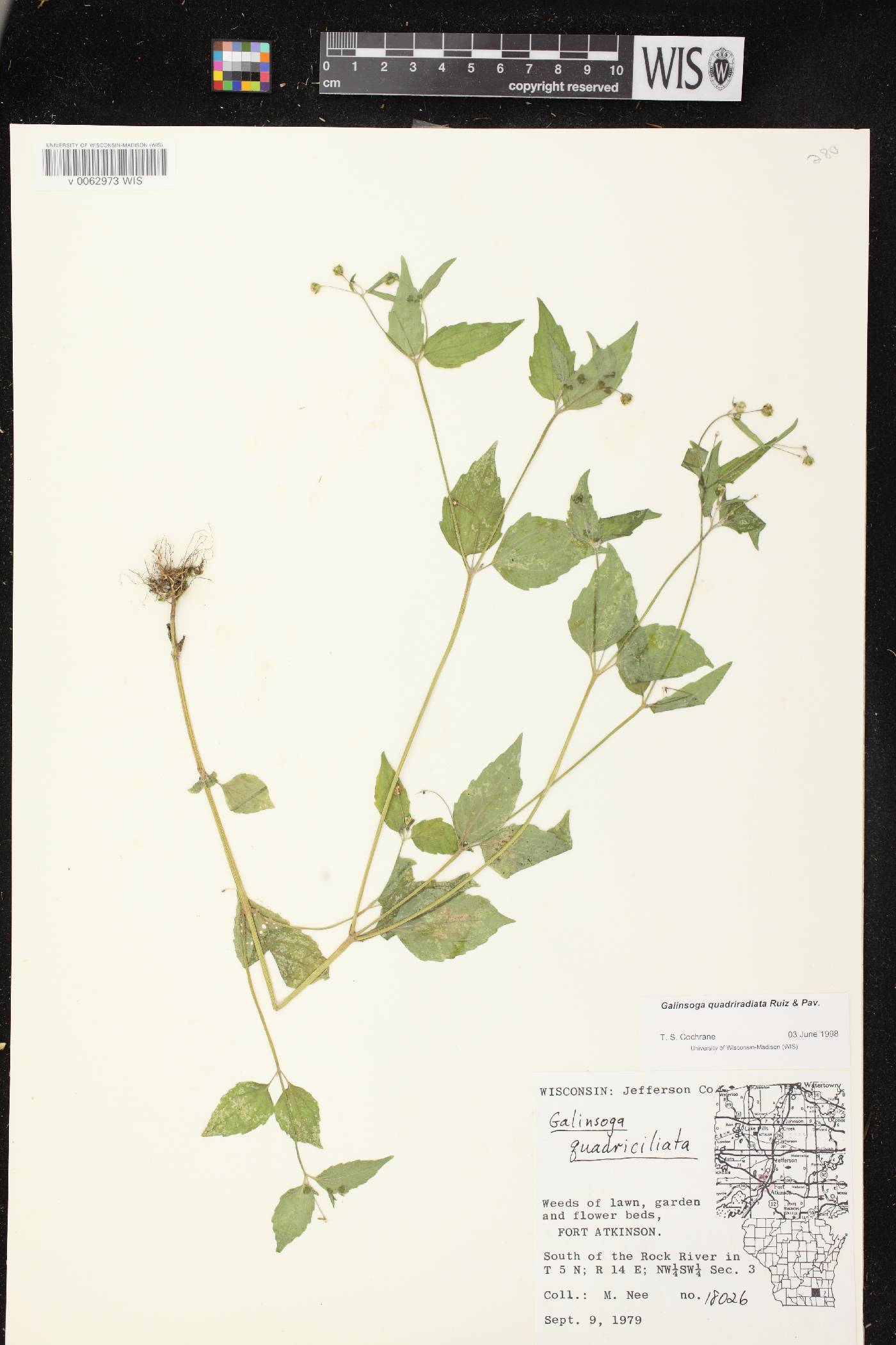 Galinsoga quadriradiata image