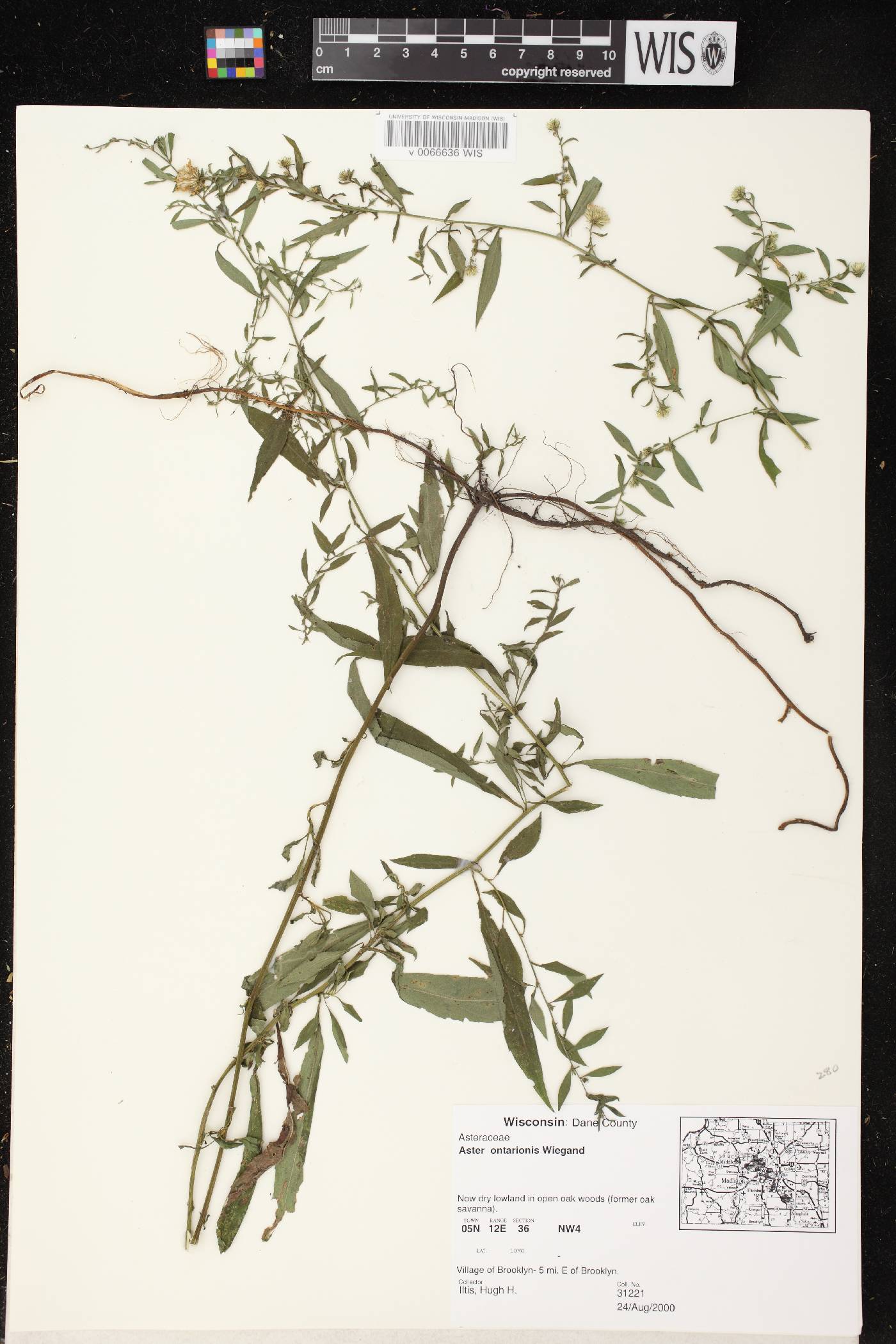 Symphyotrichum ontarionis image