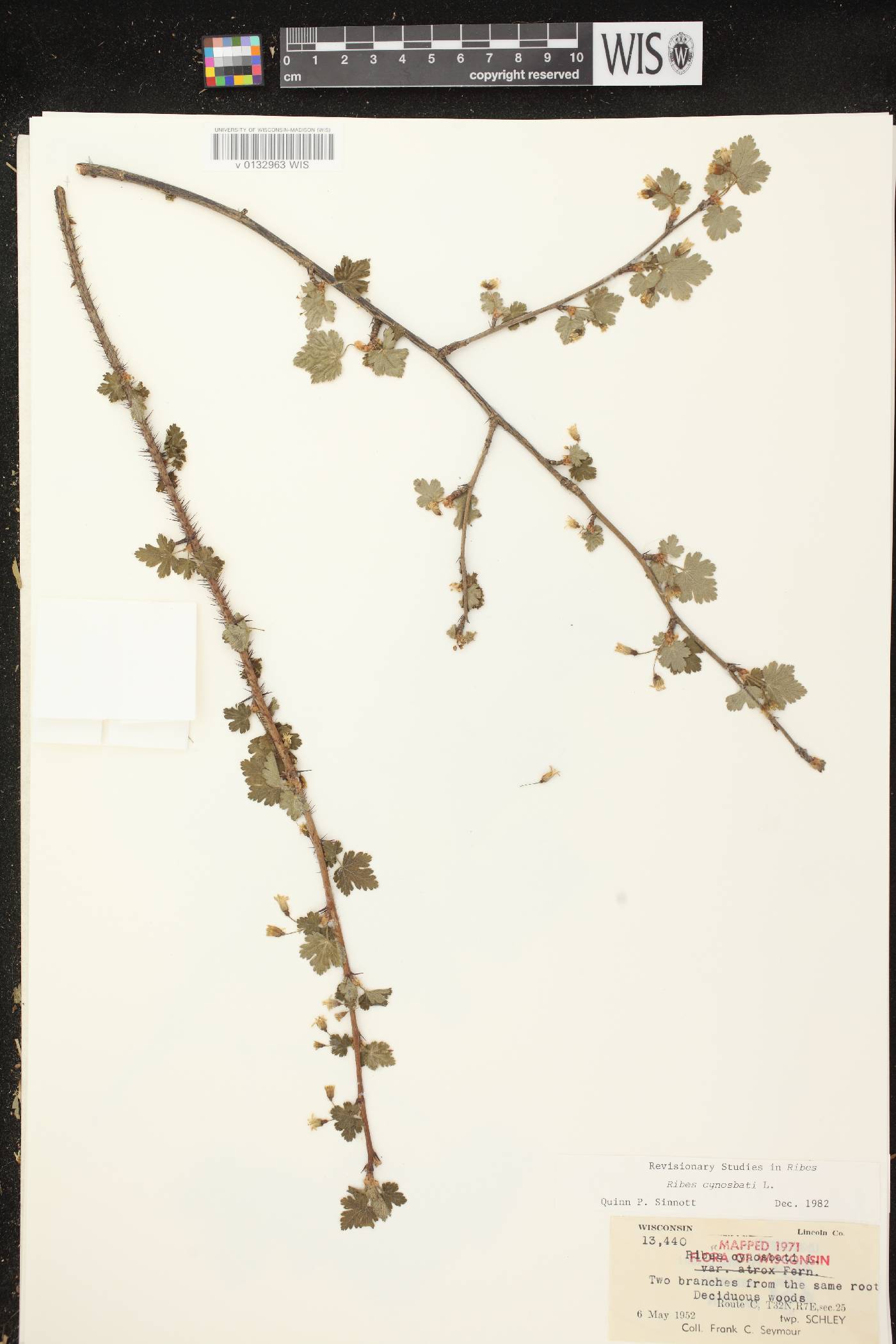 Ribes cynosbati image