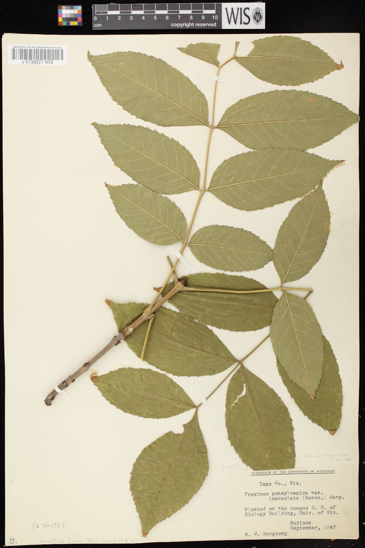 Fraxinus pennsylvanica image
