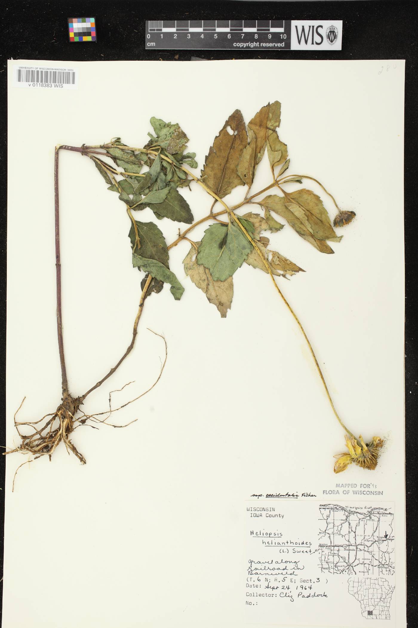 Heliopsis helianthoides var. scabra image