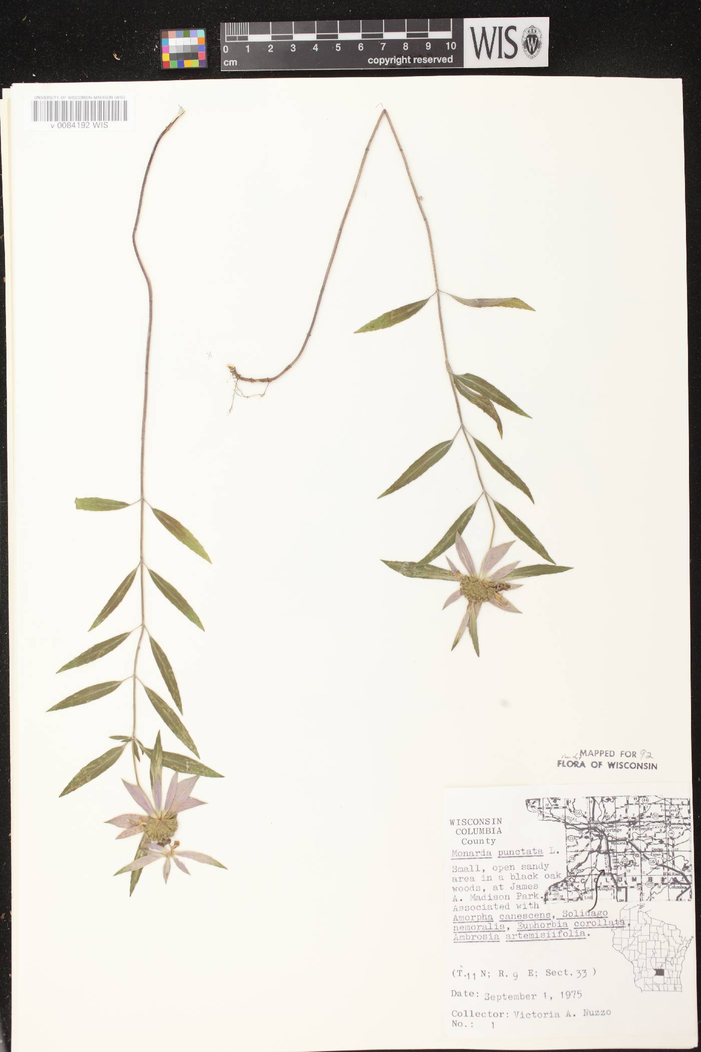Monarda punctata image