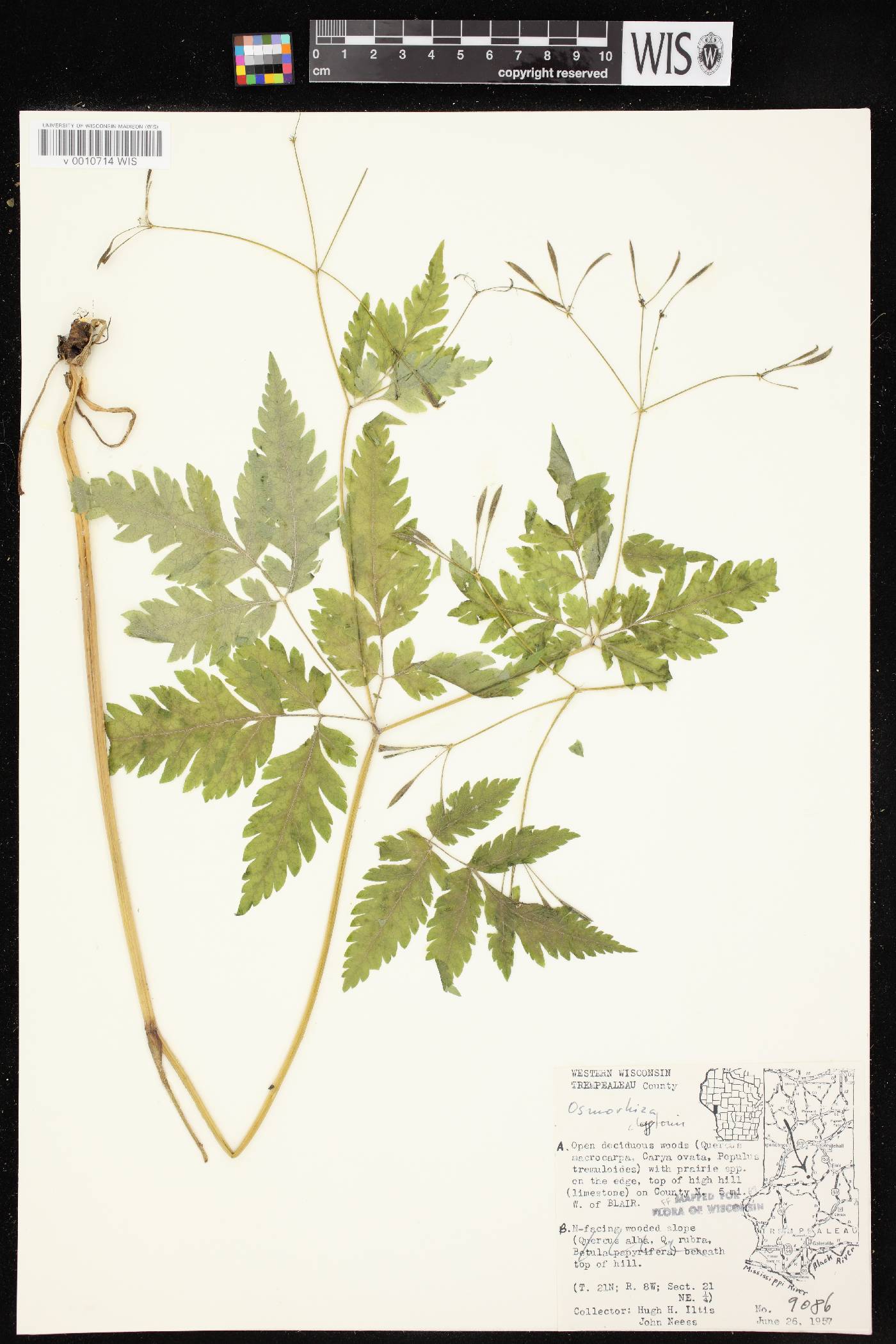 Osmorhiza claytonii image