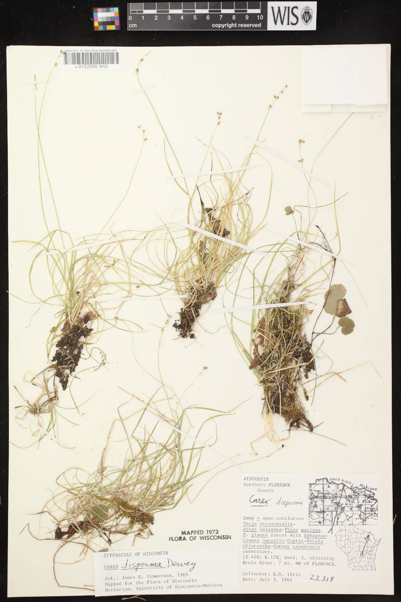 Carex disperma image