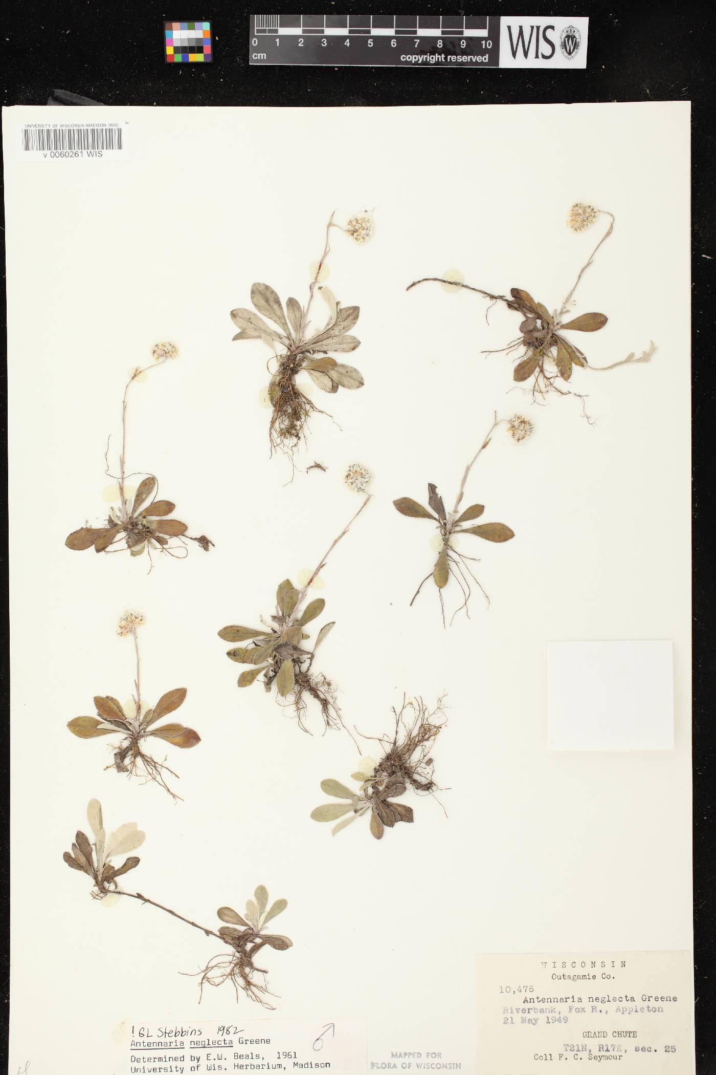 Antennaria neglecta image