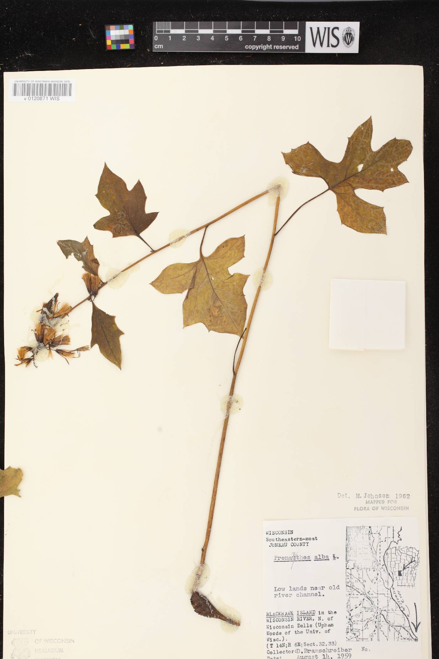 Prenanthes alba image
