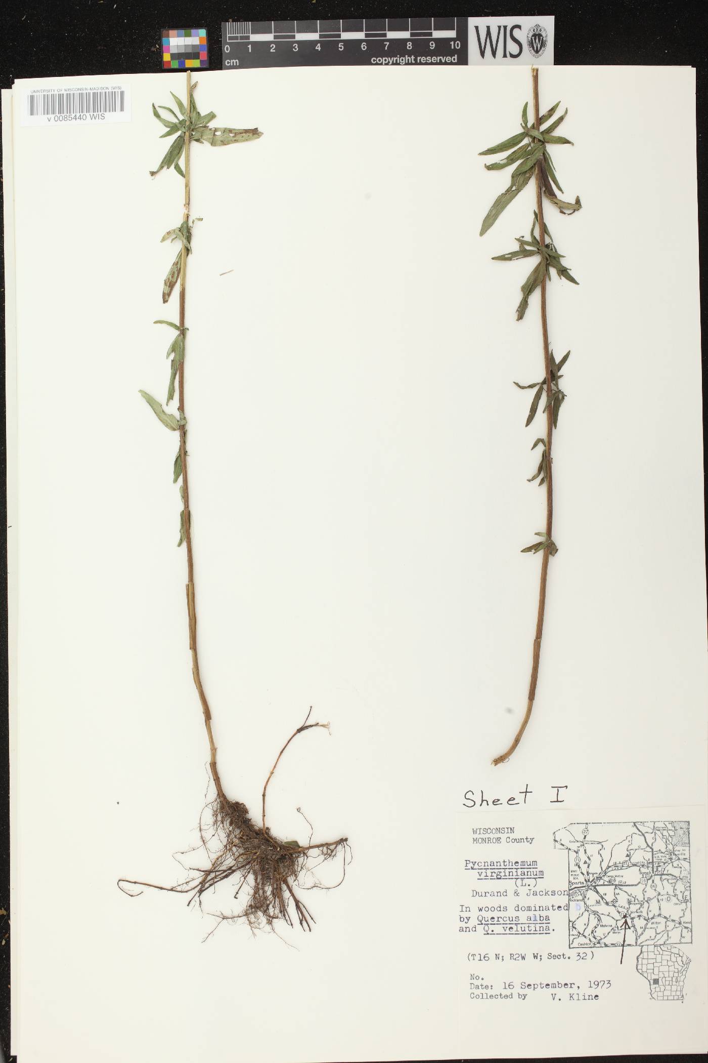 Pycnanthemum virginianum image