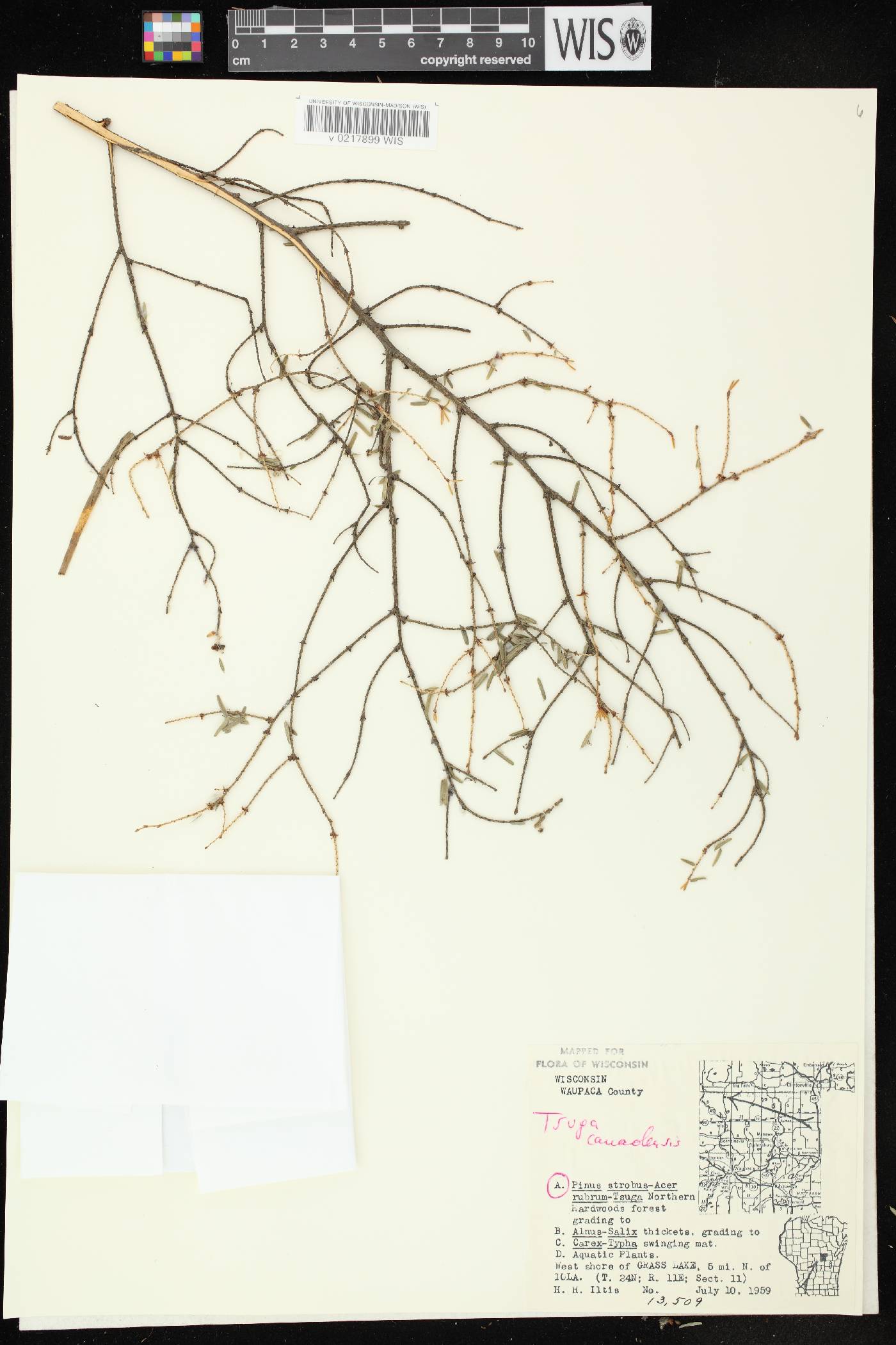 Tsuga canadensis image