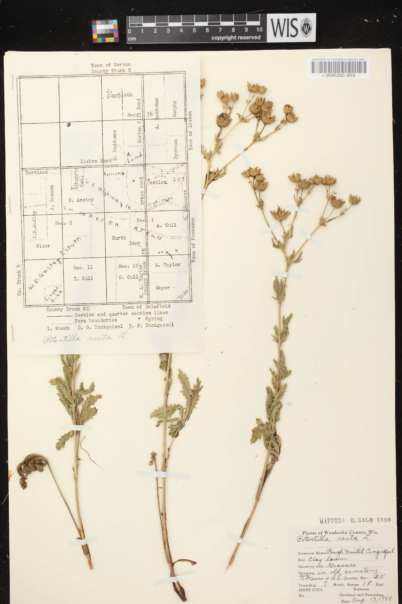 Potentilla recta image