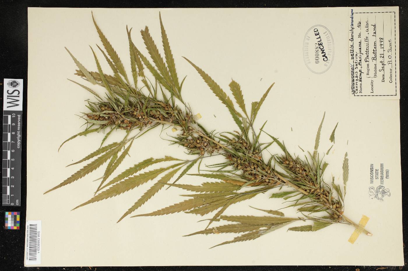 Cannabis sativa image