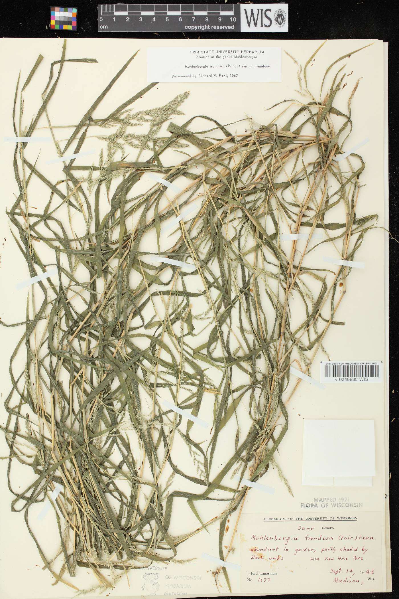Muhlenbergia frondosa image