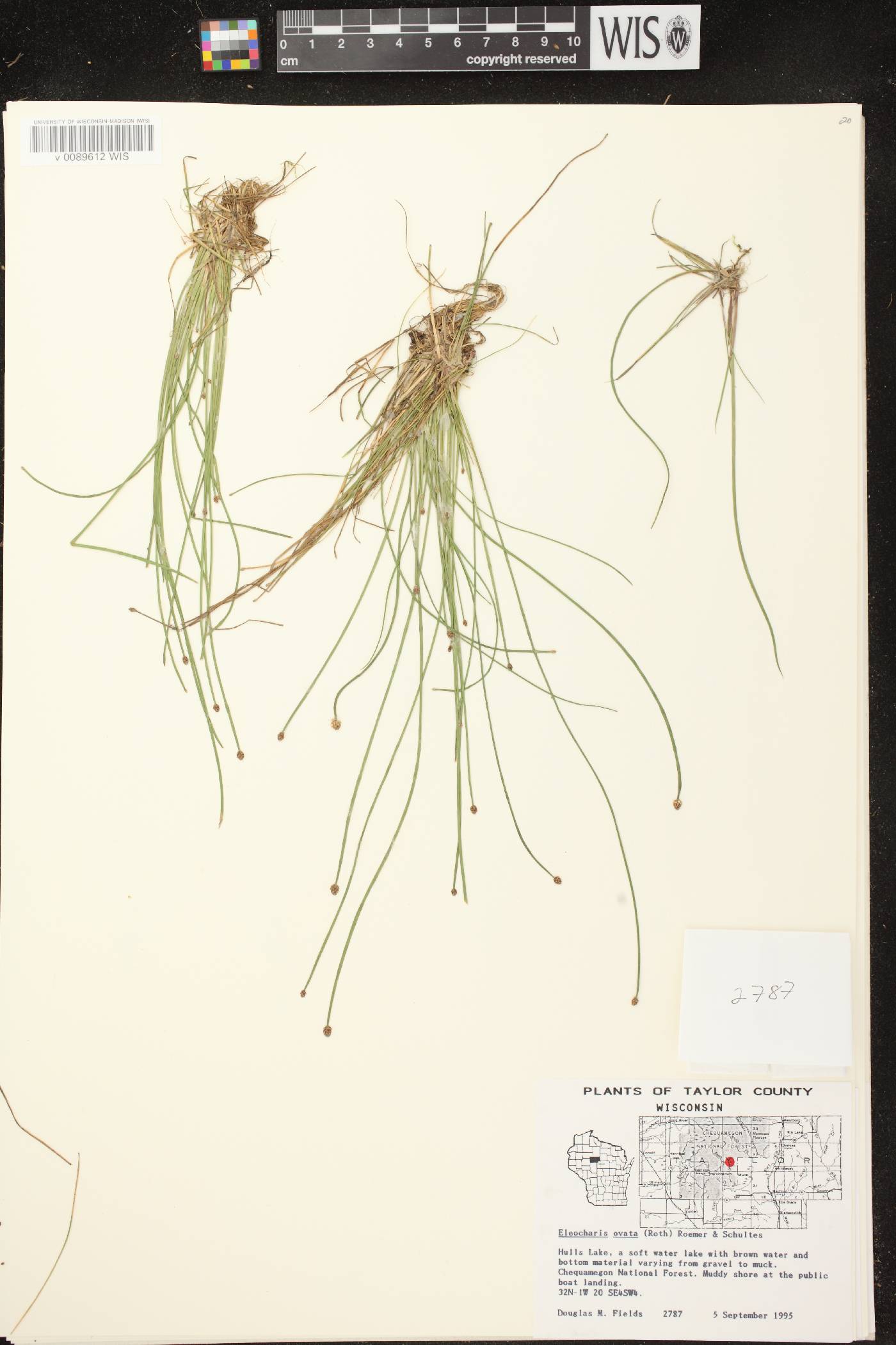 Eleocharis ovata image