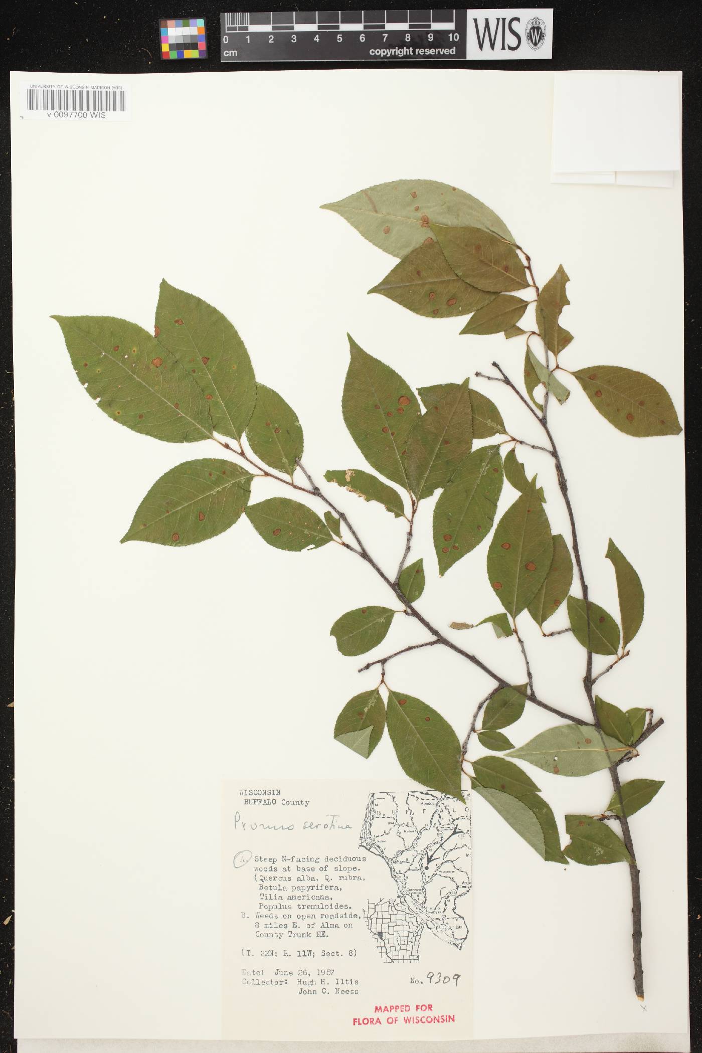 Prunus serotina image