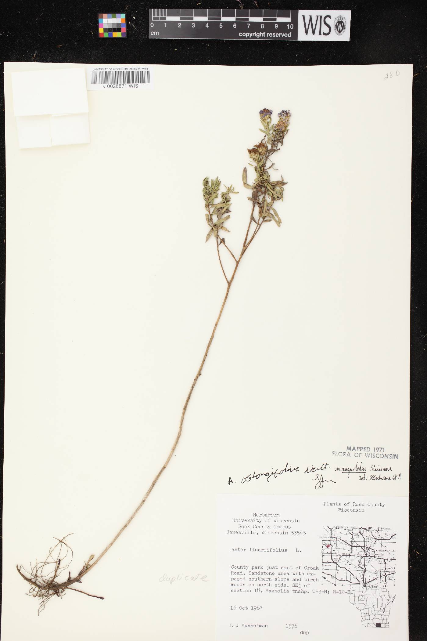 Symphyotrichum oblongifolium image