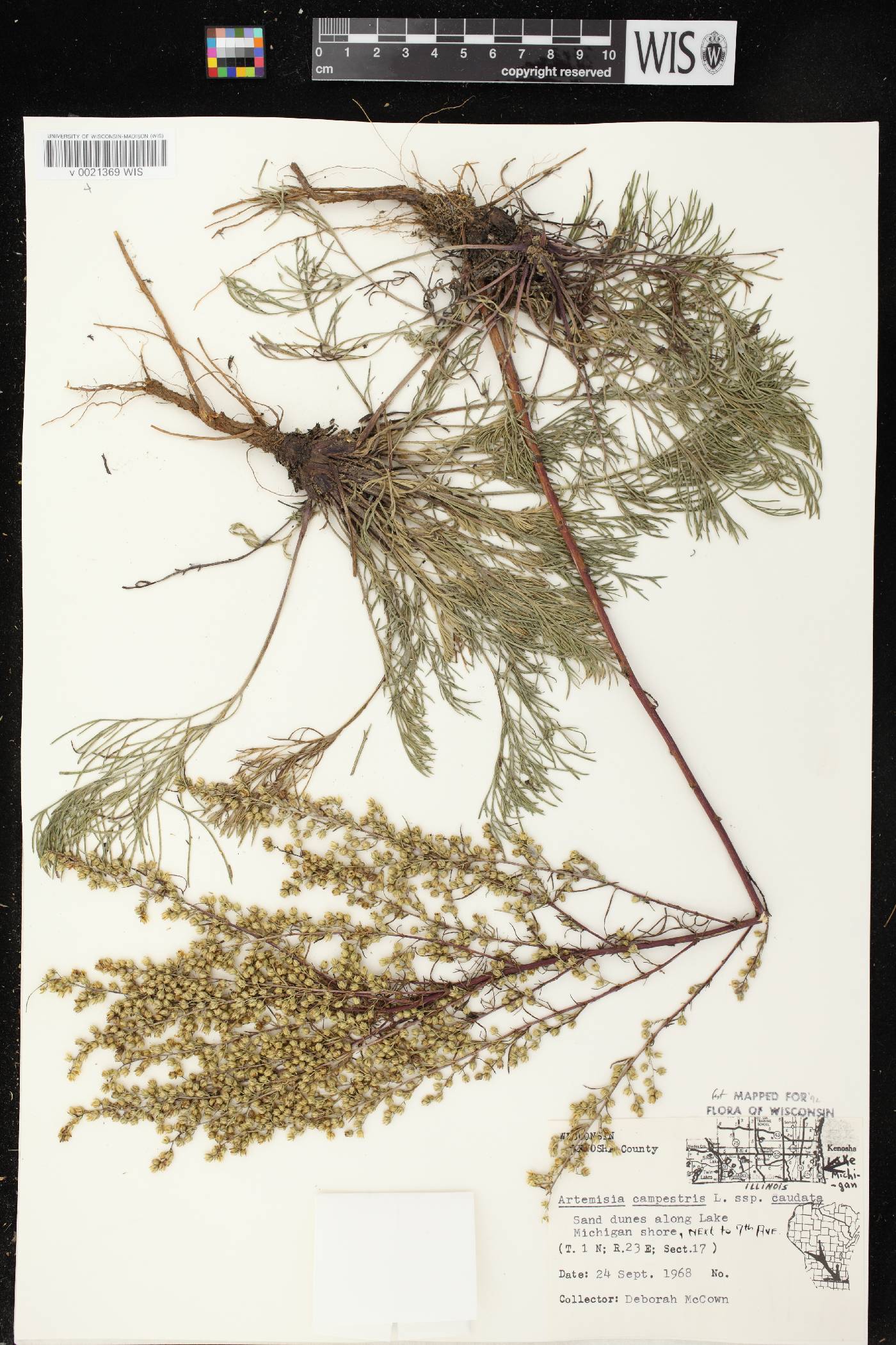 Artemisia campestris image