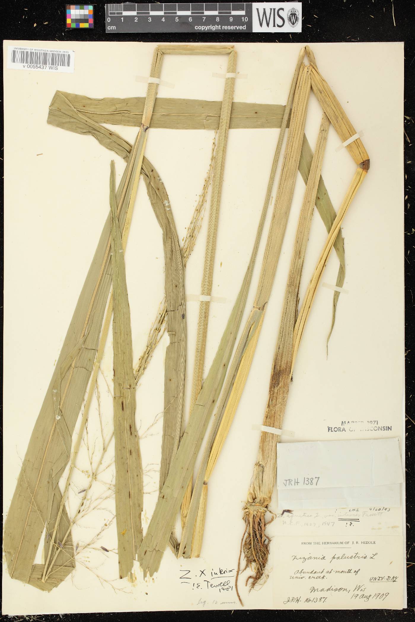 Zizania palustris var. interior image