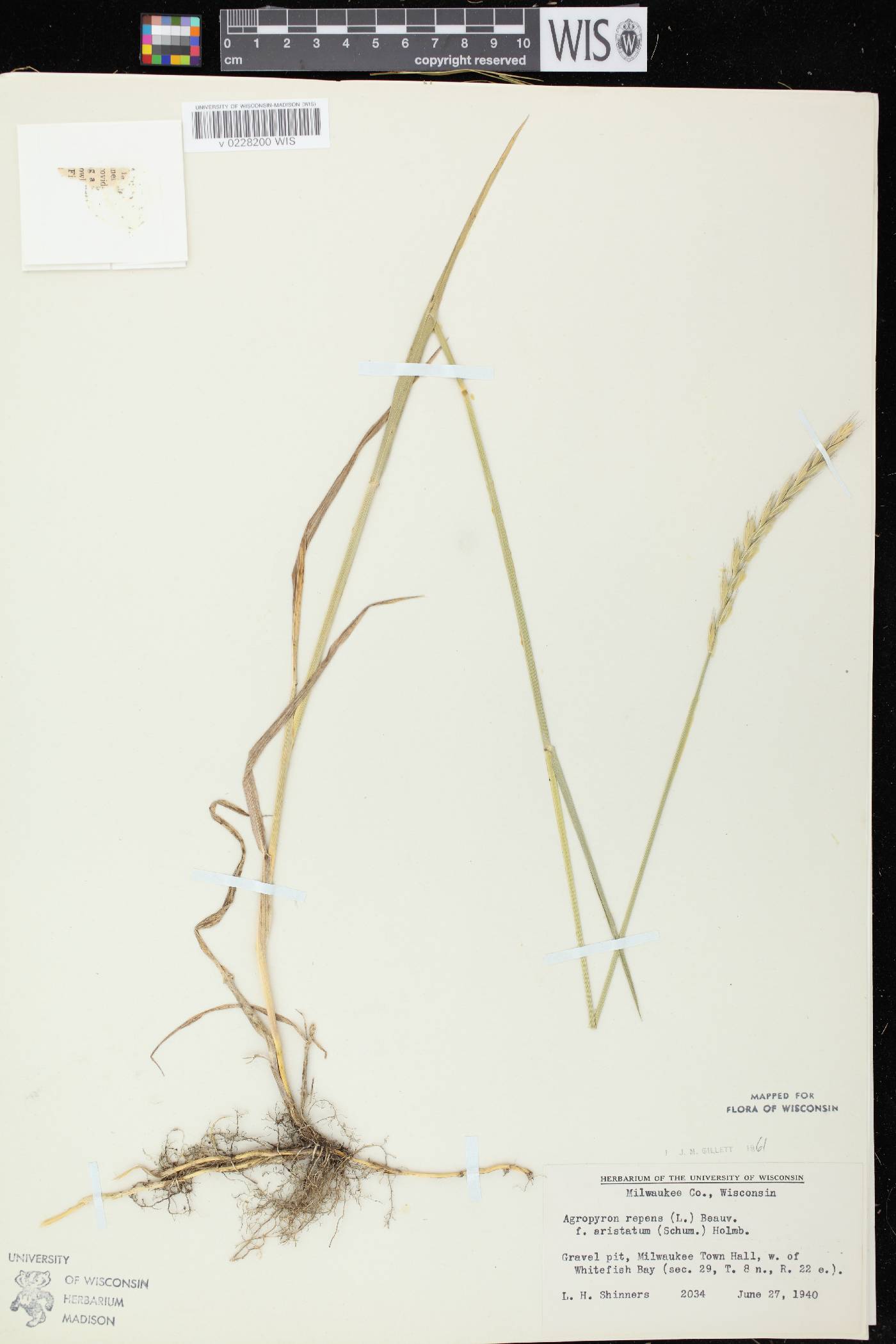 Elymus repens image