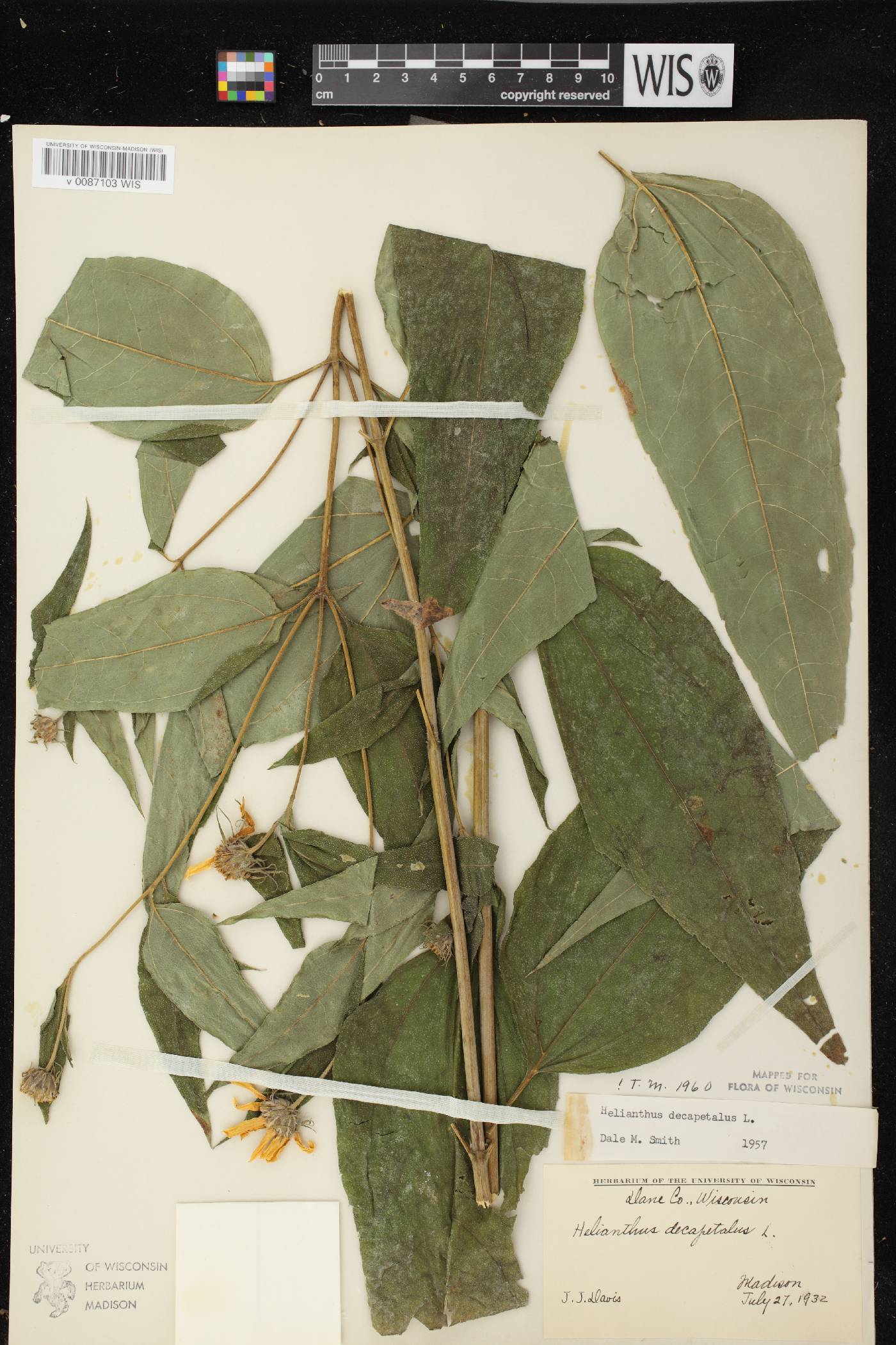 Helianthus decapetalus image
