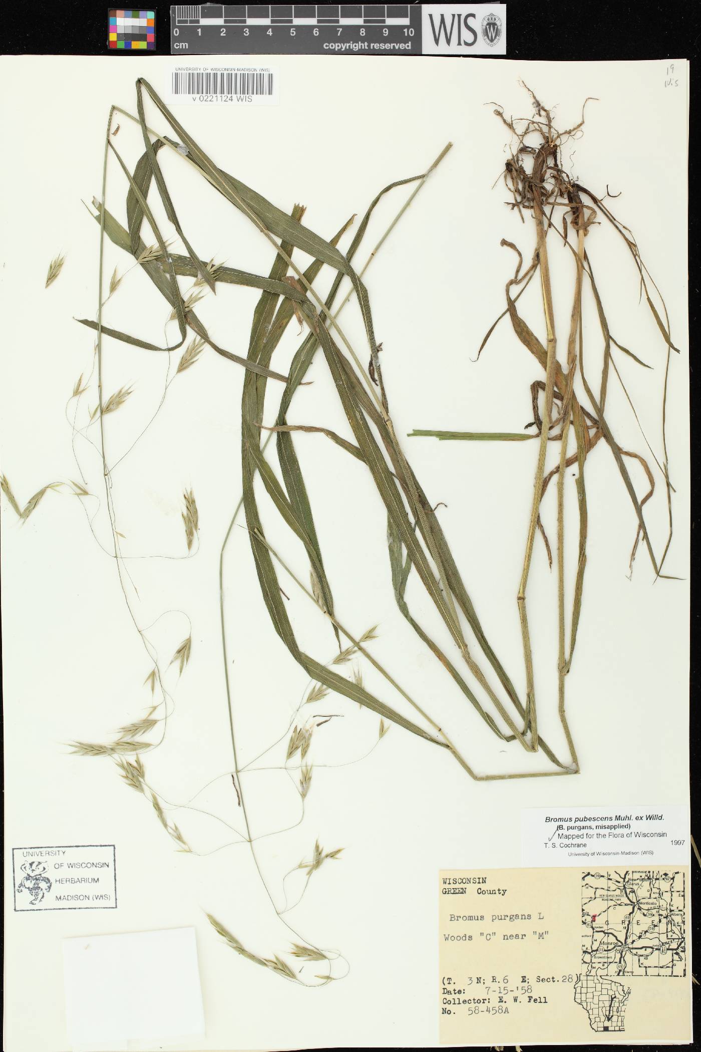 Bromus pubescens image