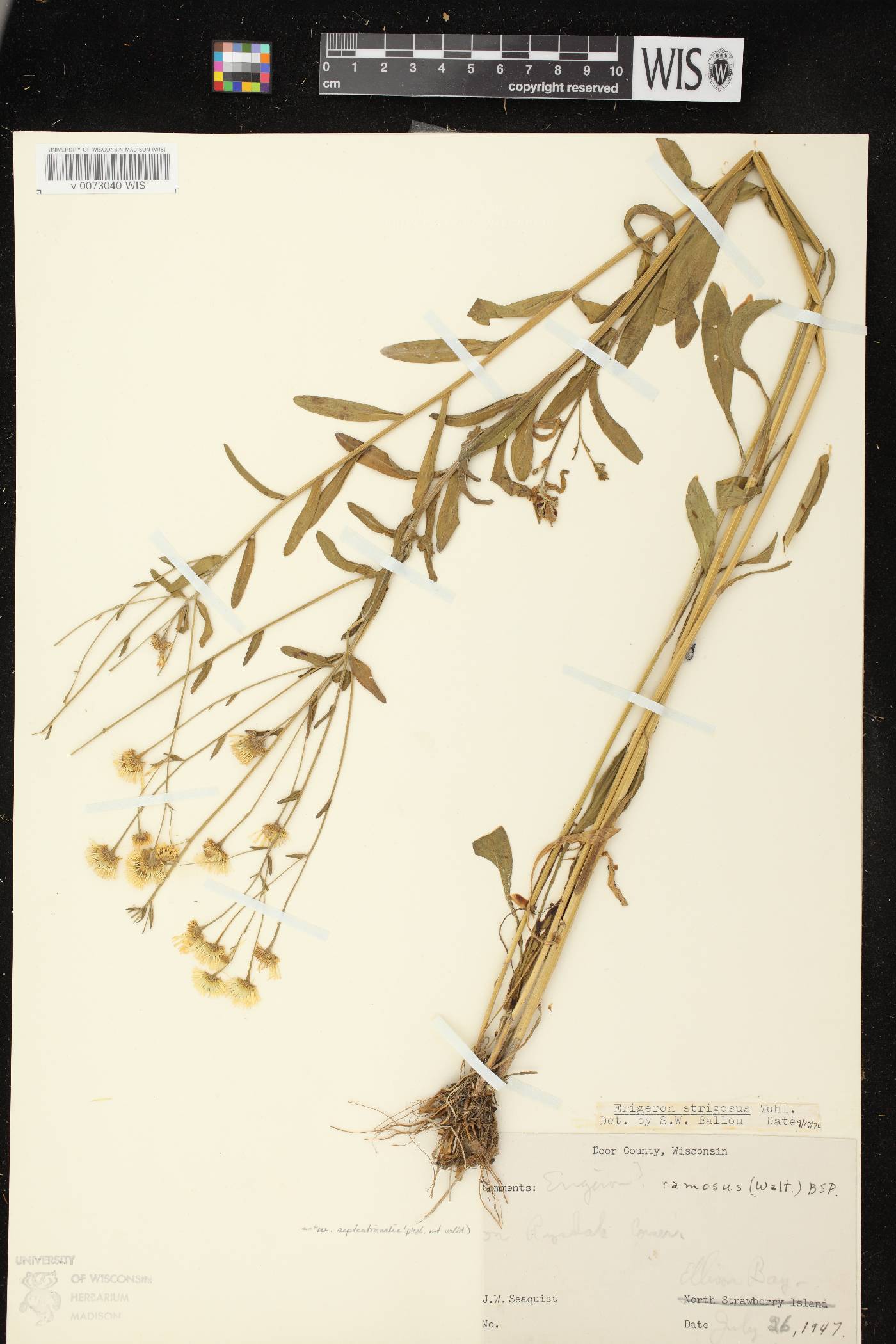 Erigeron strigosus image