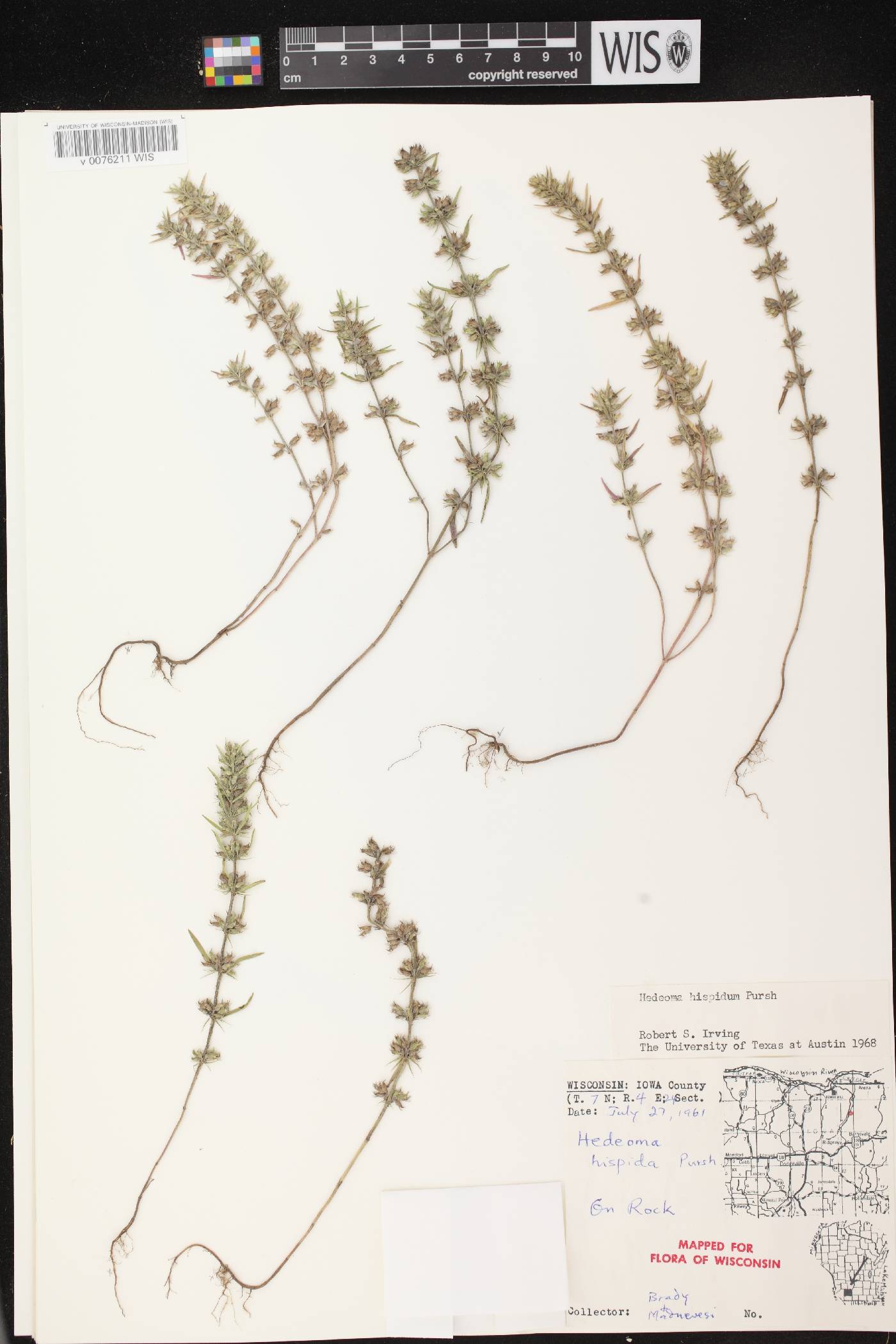 Hedeoma hispida image