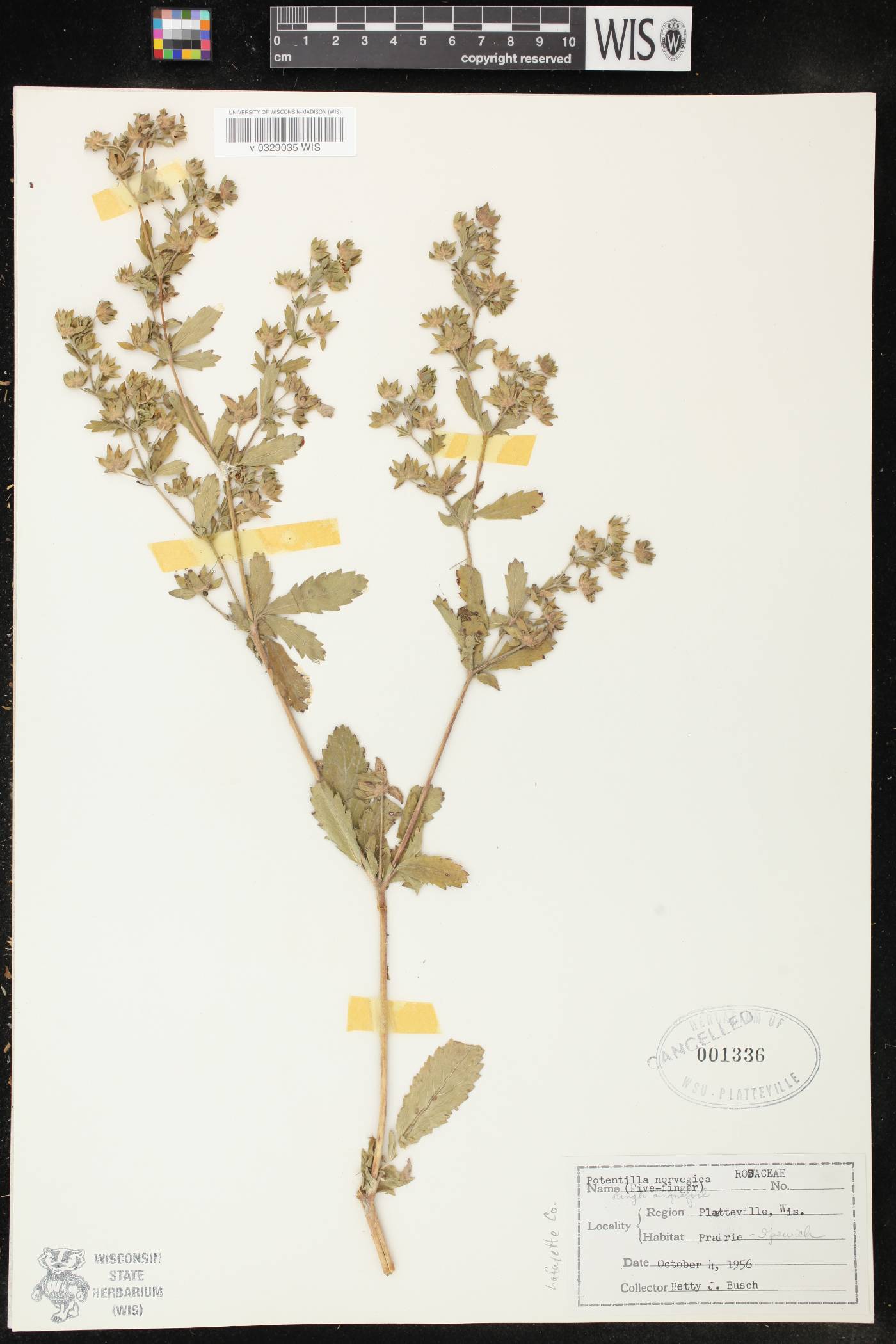 Potentilla norvegica image