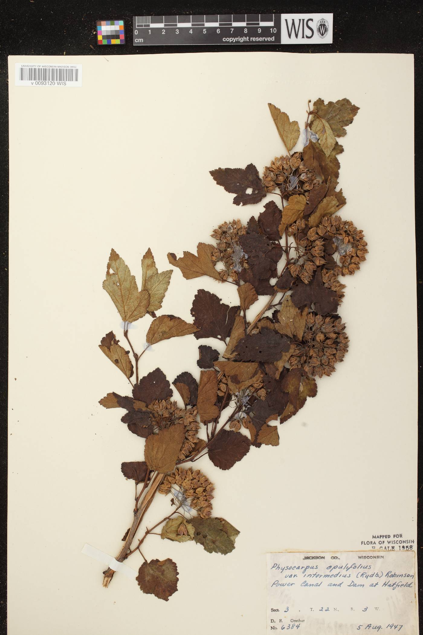Physocarpus intermedius image