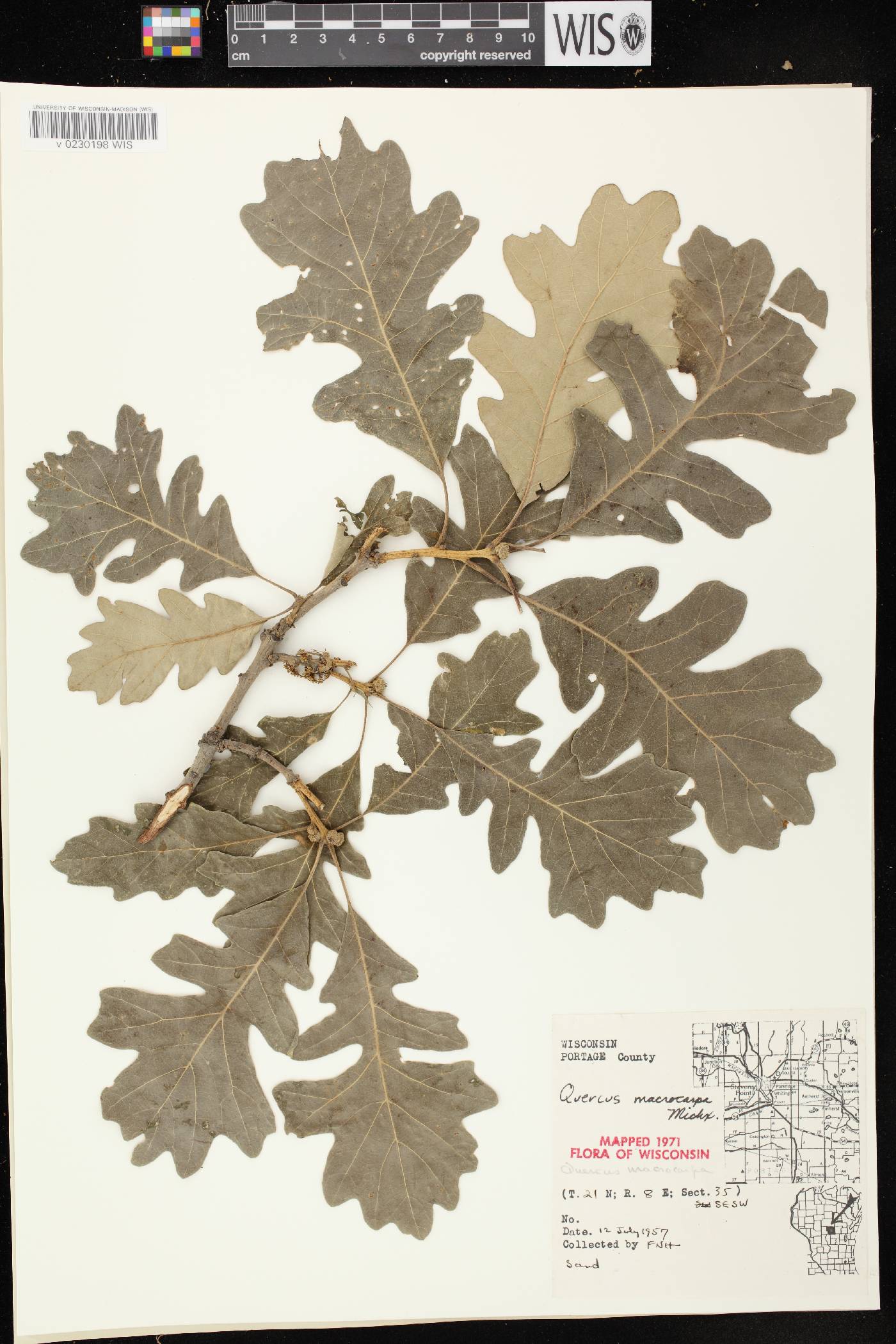 Quercus macrocarpa image