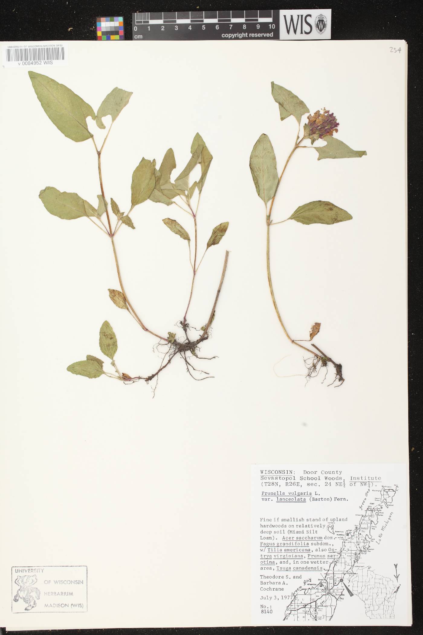 Prunella vulgaris subsp. lanceolata image