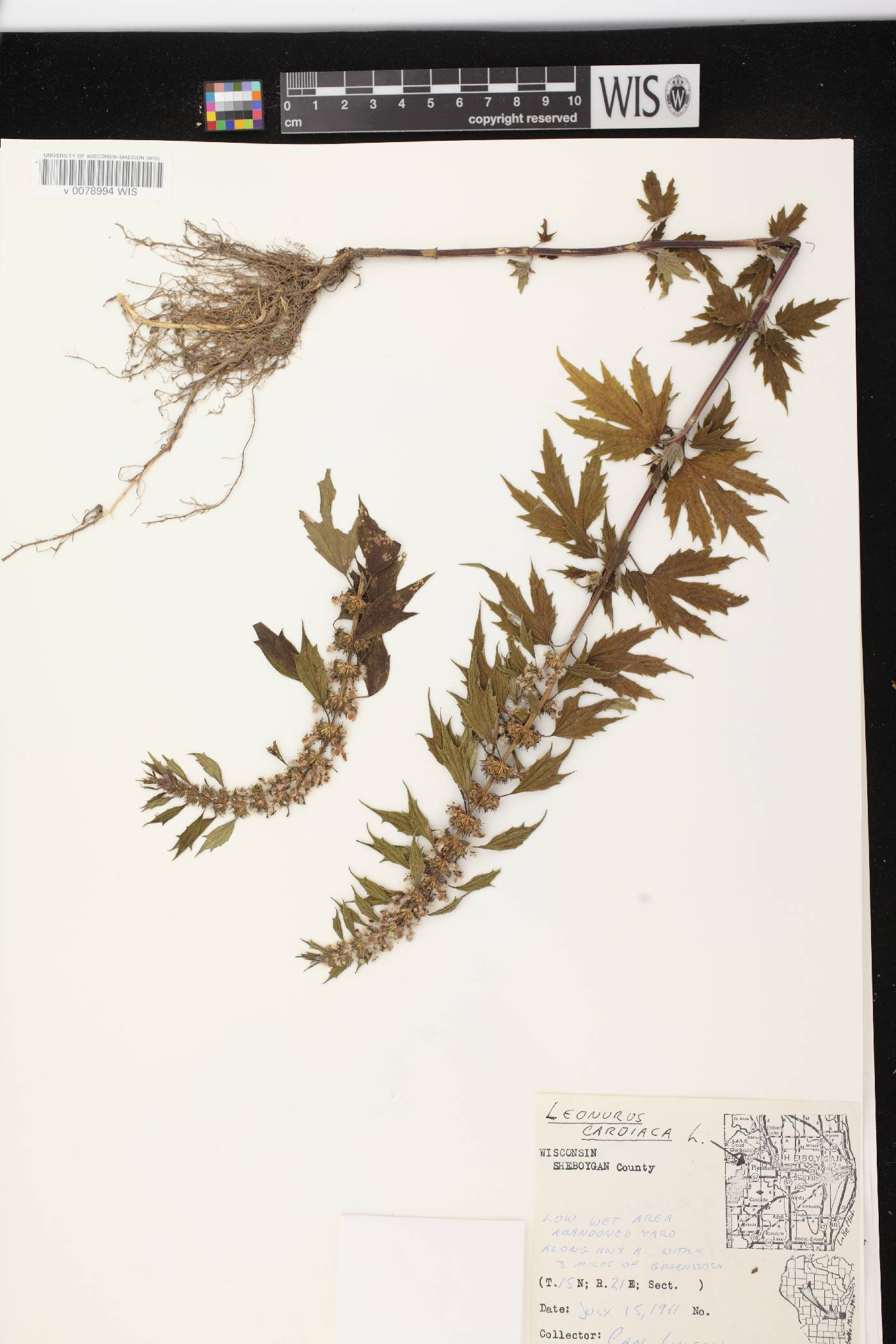 Leonurus cardiaca image