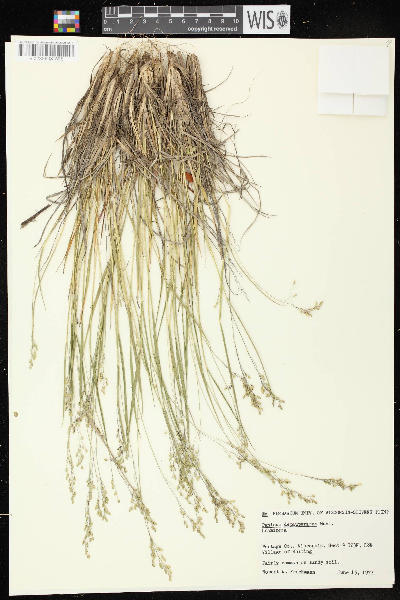 Dichanthelium depauperatum image