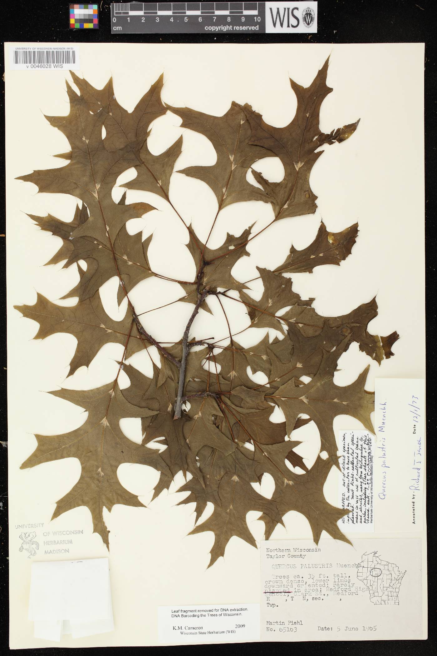 Quercus palustris image