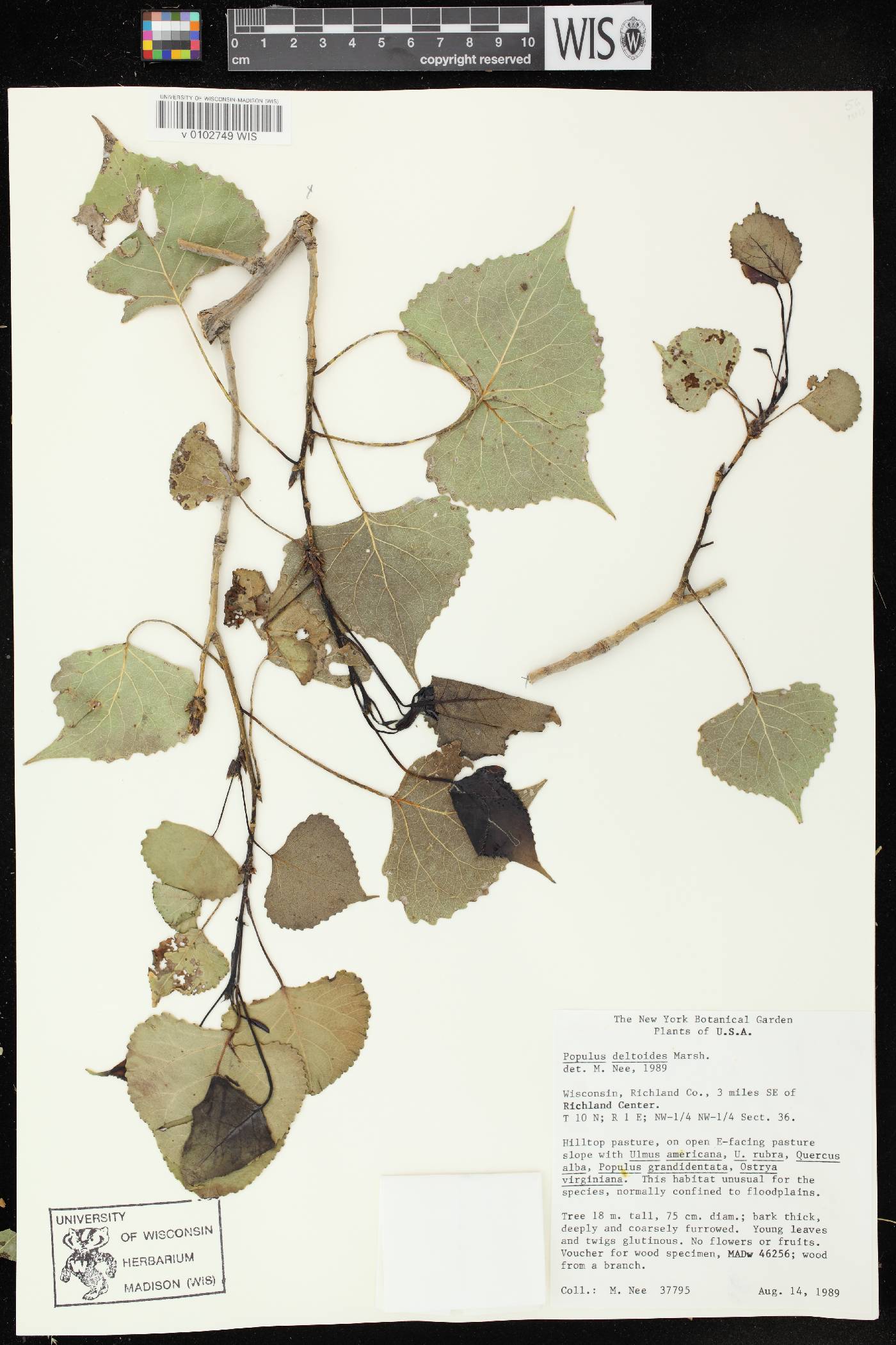 Populus deltoides subsp. monilifera image