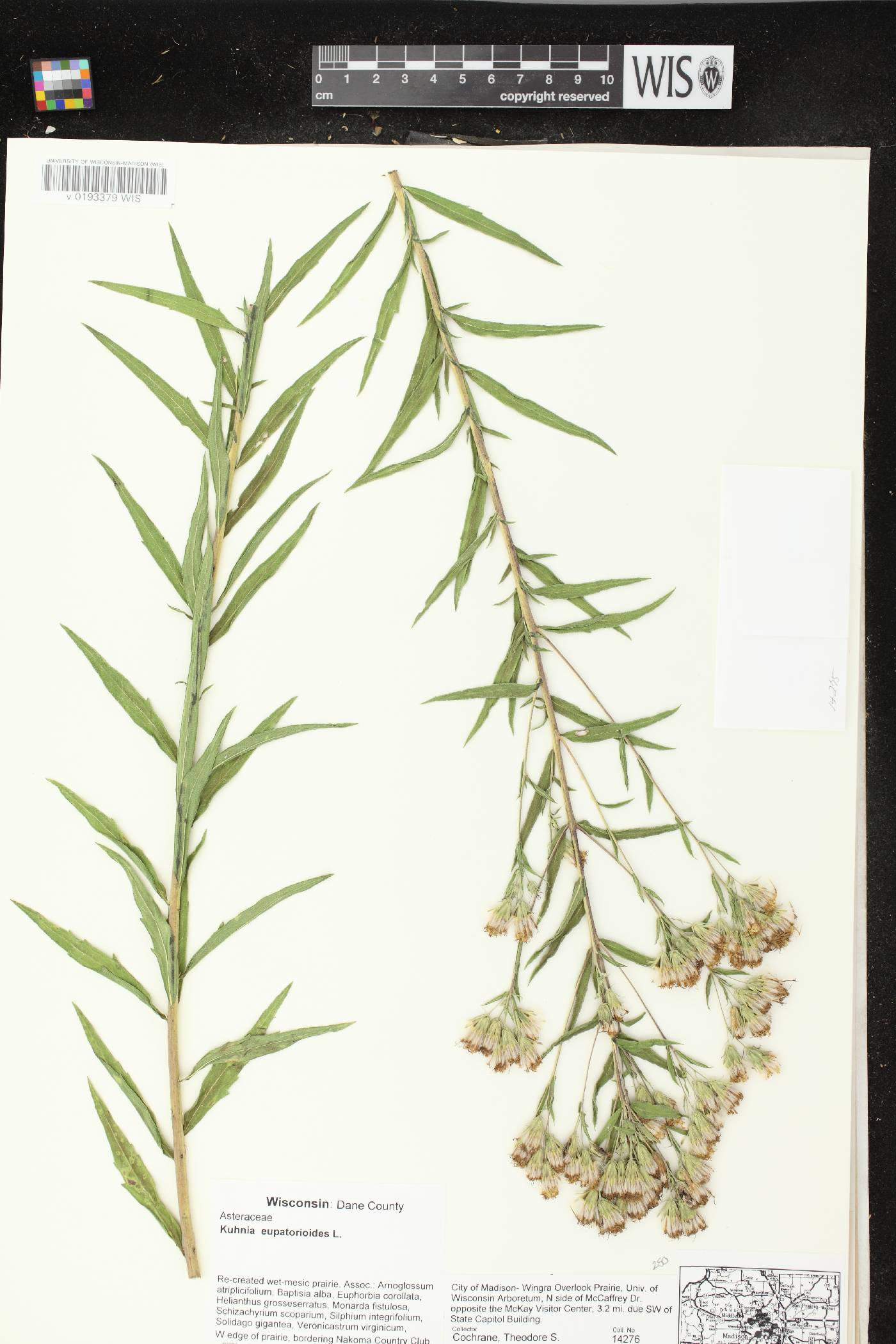Brickellia eupatorioides image