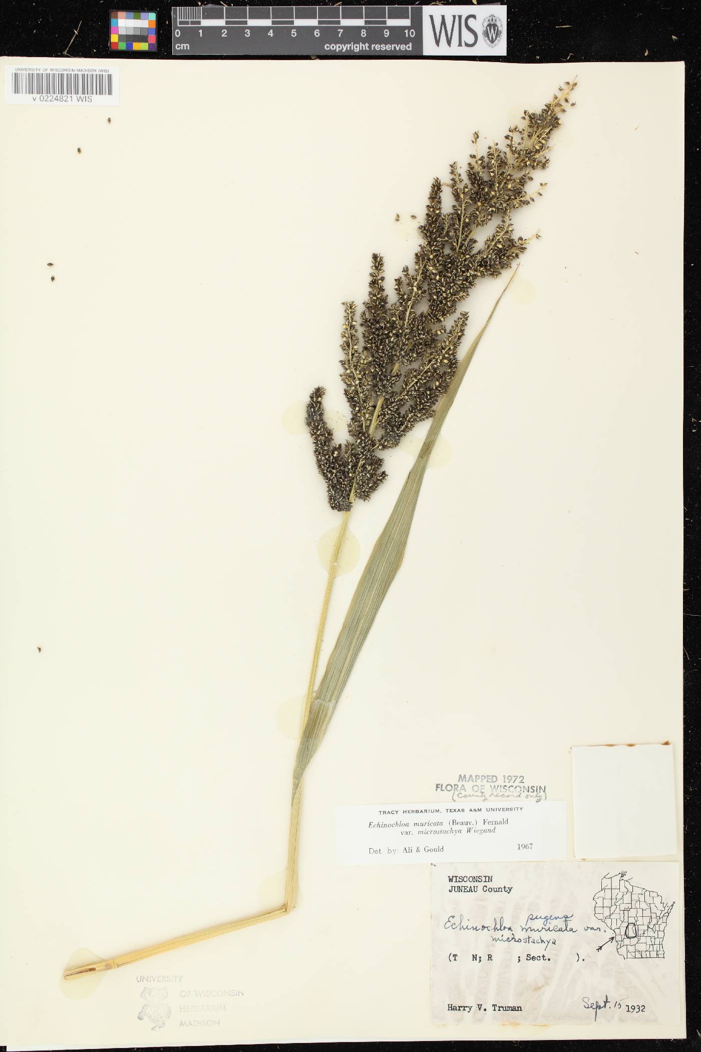 Echinochloa muricata var. microstachya image