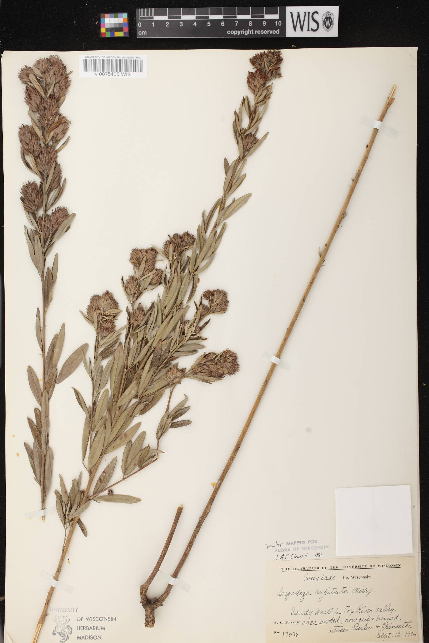 Lespedeza capitata image