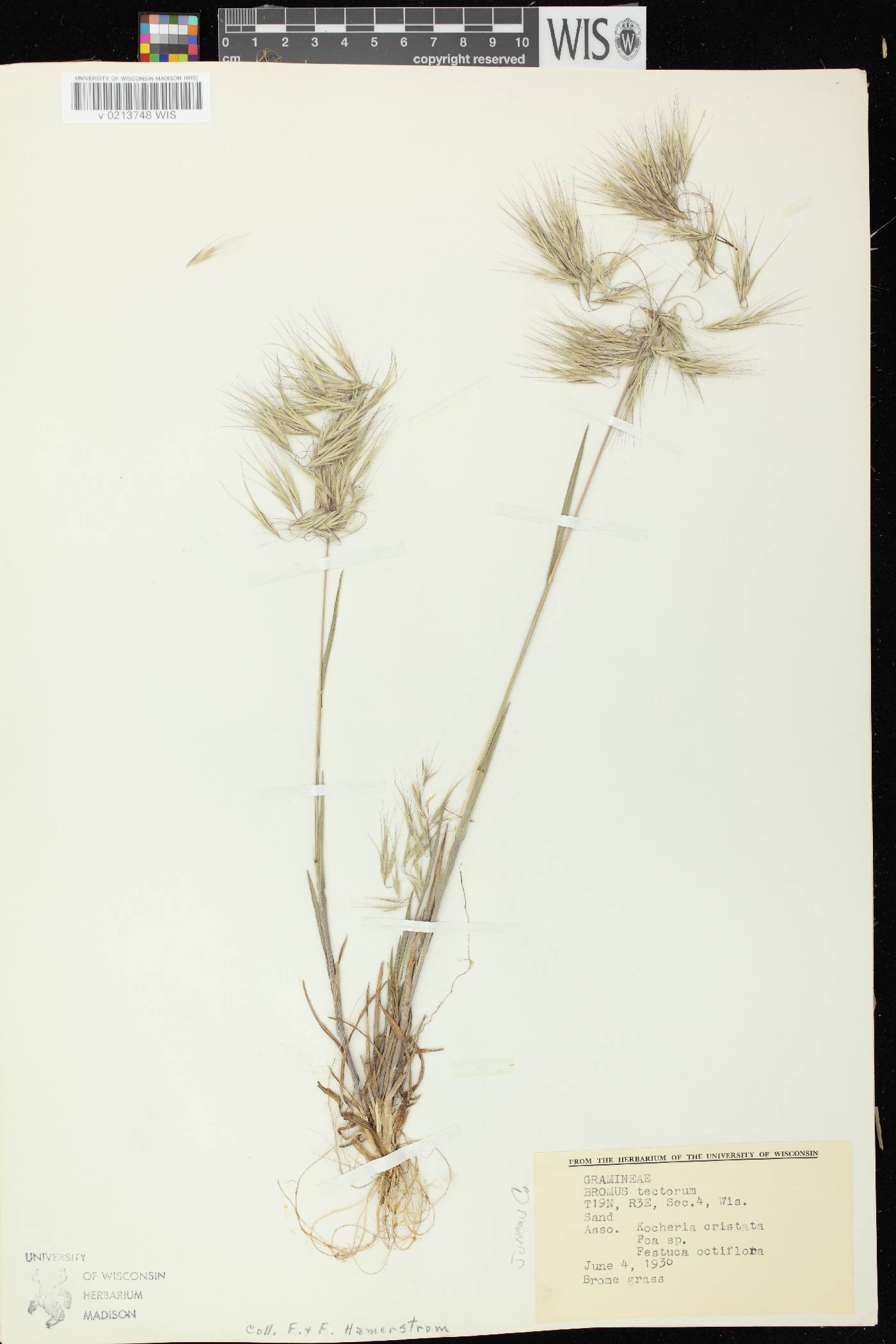 Bromus tectorum image