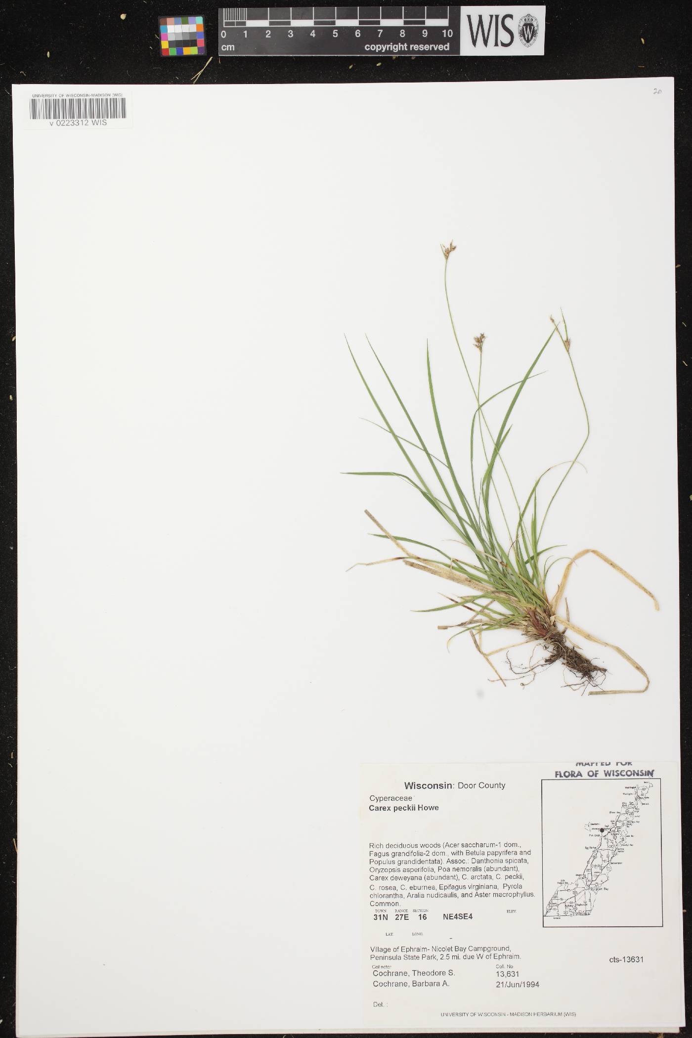 Carex peckii image