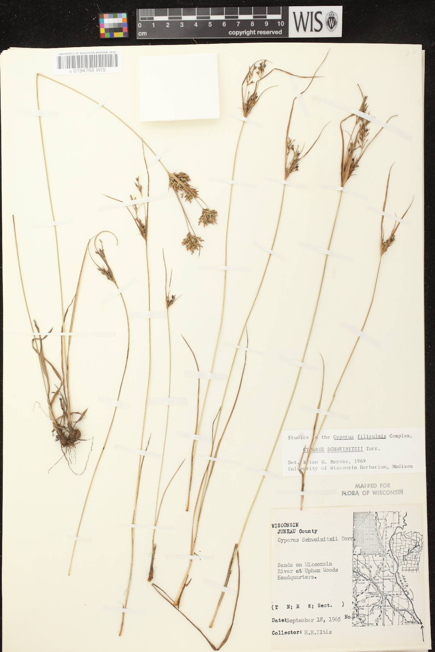 Cyperus schweinitzii image