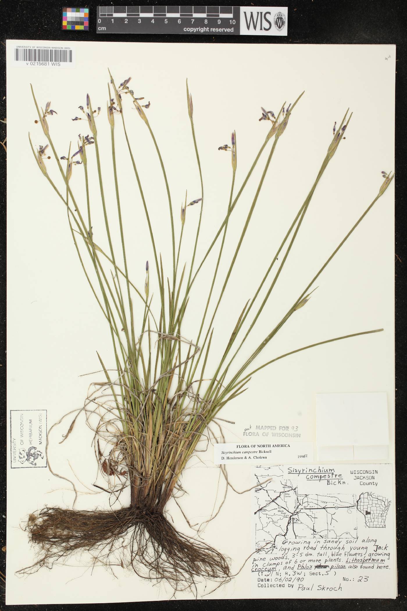 Sisyrinchium campestre image